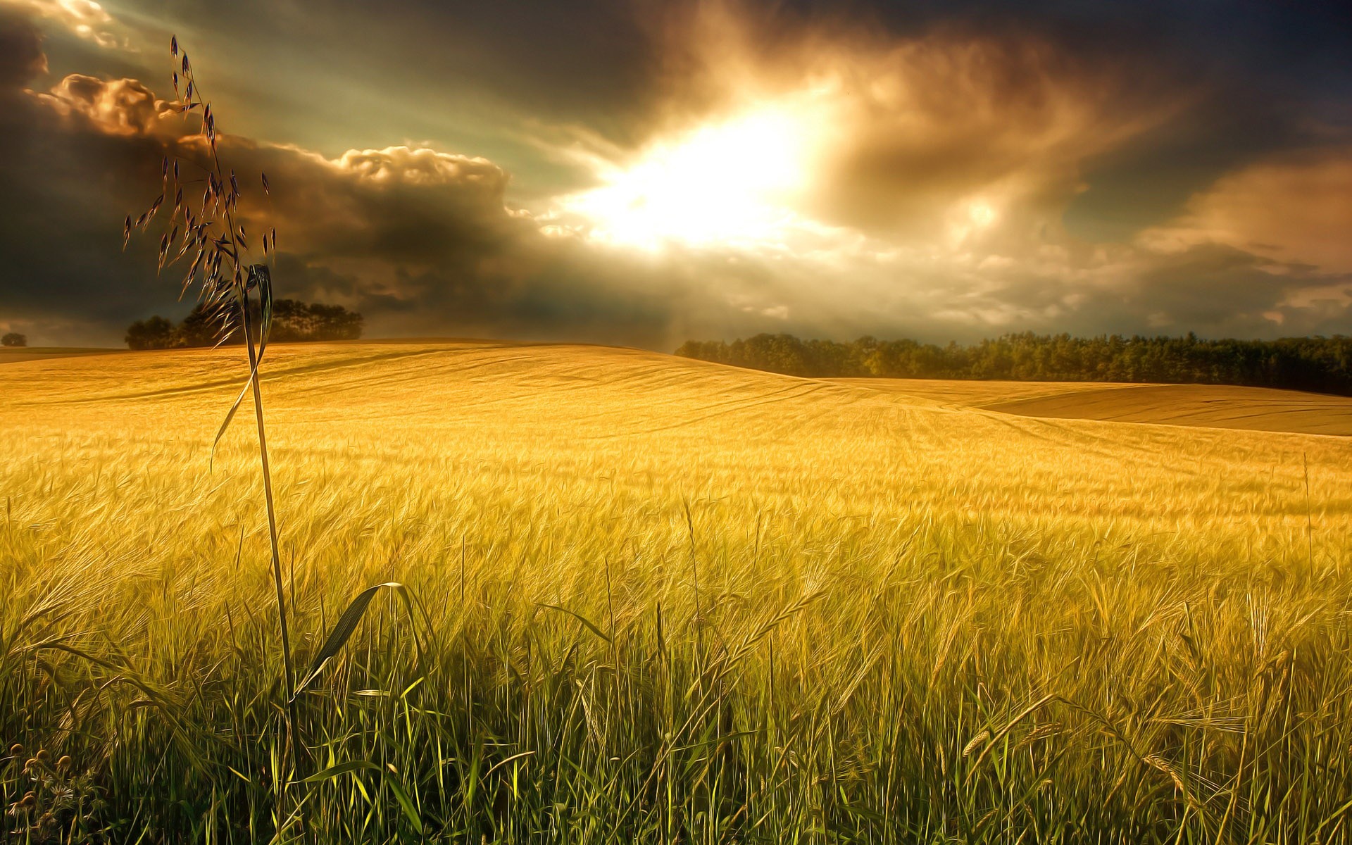 Campo di grano, Raggi di sole, Nuvole, 1920x1200, wallpaper desktop