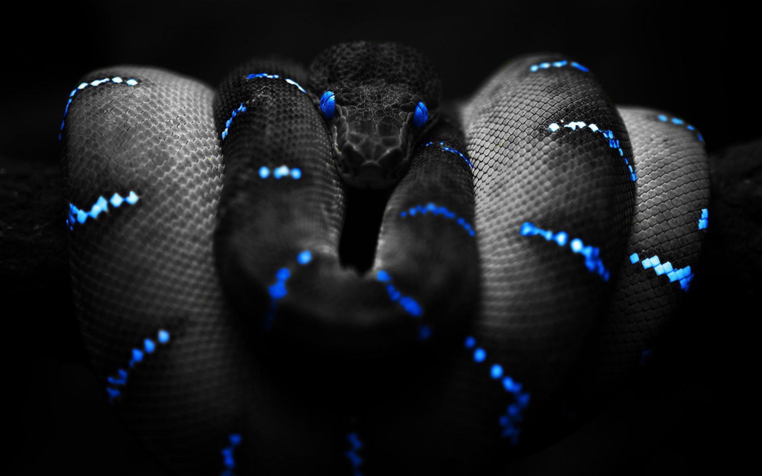 Morelia viridis, Pitone verde arboricolo, Blu, Sfondo nero, Squame, wallpaper desktop 2K
