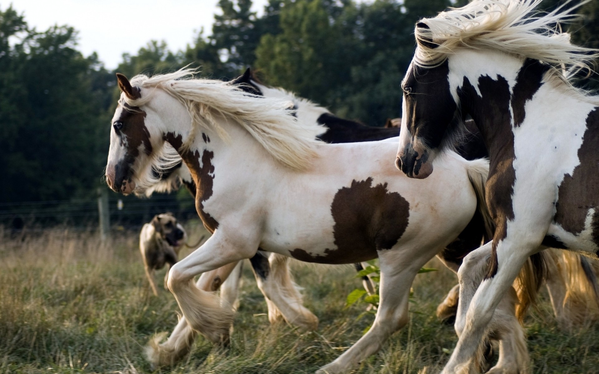 Cavalli pezzati, Irish Cob, Criniera, 1920x1200, immagine di sfondo
