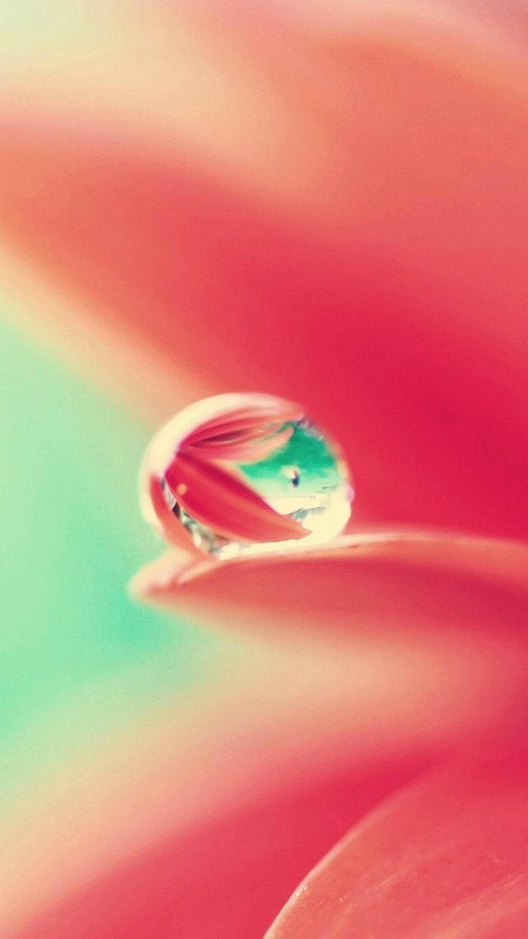 Goccia d'acqua, Petalo, Macro, Rosa, sfondo iPhone 5S