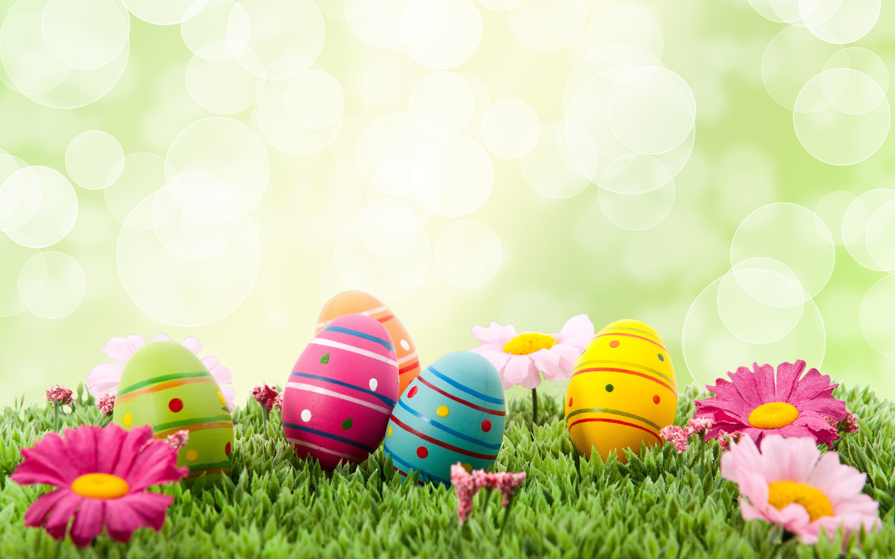 Uova di Pasqua, Pasqua, Margherite, Prato, Bokeh, 2K, wallpaper desktop
