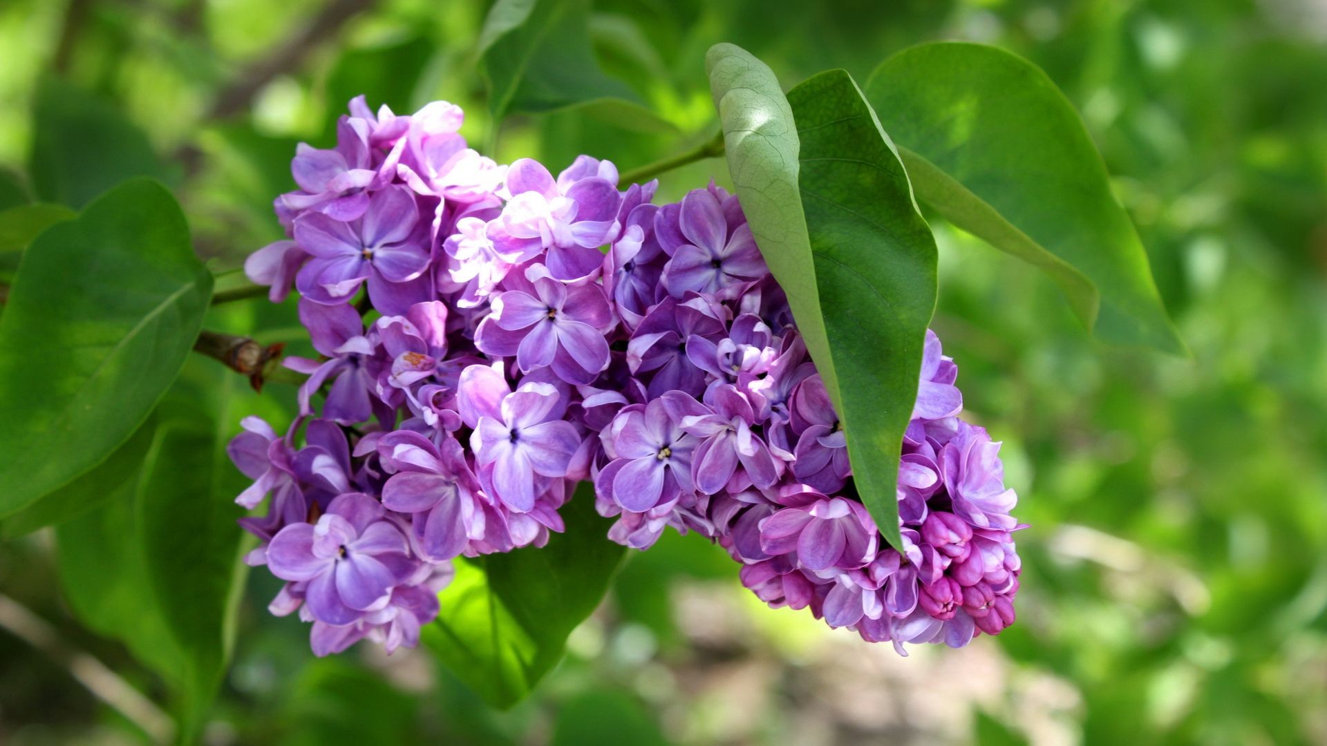 Lillà, Fiori viola, Foglie verdi, Full HD, wallpaper per portatile