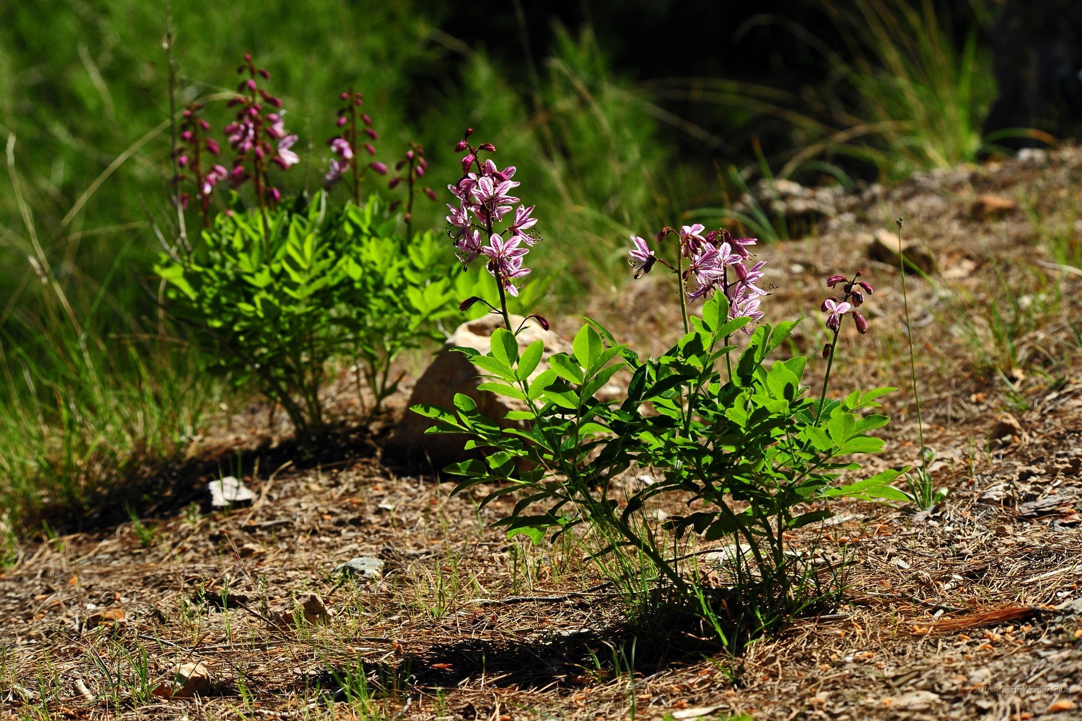 Fiori selvatici, Pianta, Terreno, Natura, sfondo per il tuo tablet