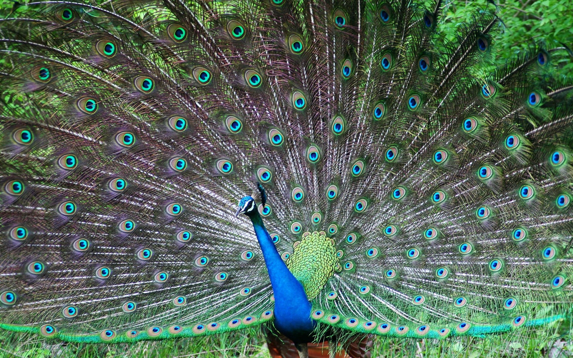 Pavone, Uccello nazionale, India, Ruota del pavone, 1920x1200, sfondo MacBook Pro