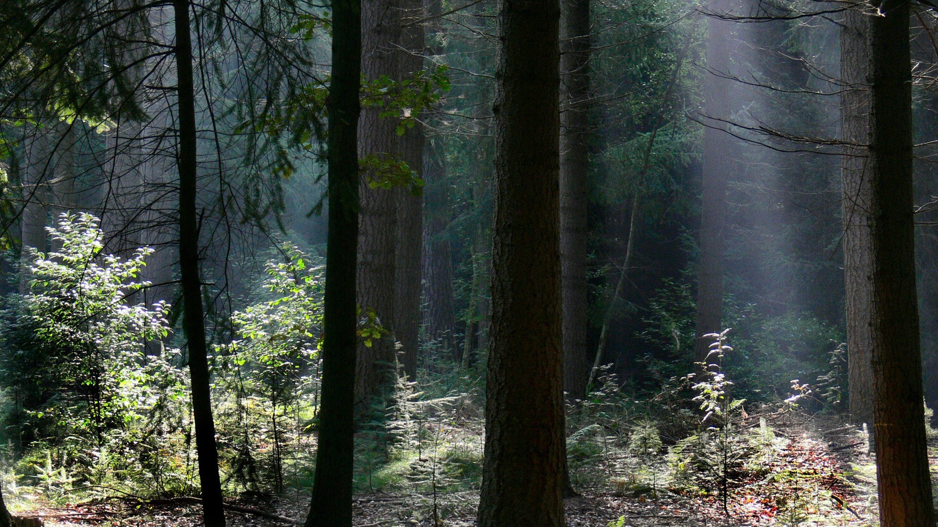 Bosco, Raggi di luce, Felci, Tronchi, 1920x1080, sfondo per PC