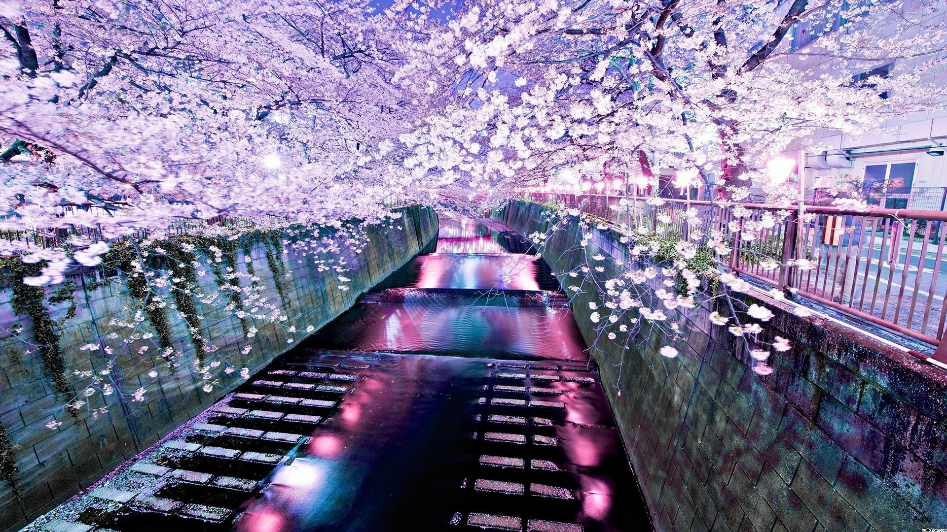 Fiori di ciliegio, Sakura, Canale, Anime, Rosa, 1920x1080, sfondo per PC