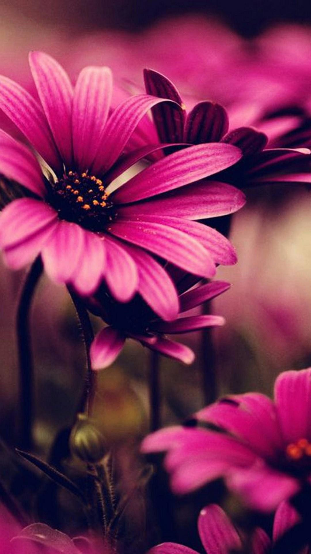 Fiori rosa, Gerbera, Macro, Full HD, sfondo per iPhone e Android