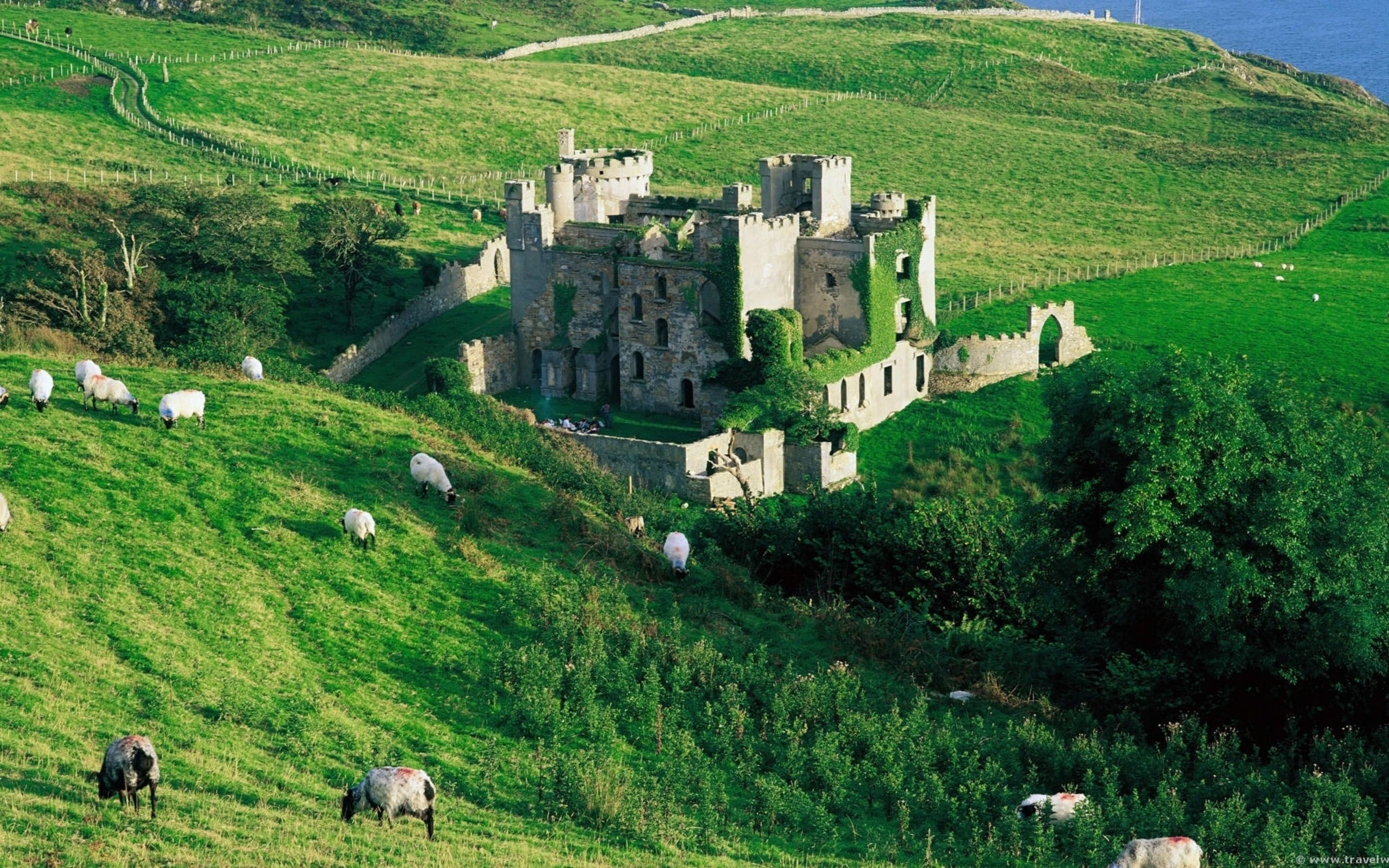 Castello di Clifden, Connemara, Irlanda, Pecore, Rovine, 2560x1600, sfondo MacBook Pro