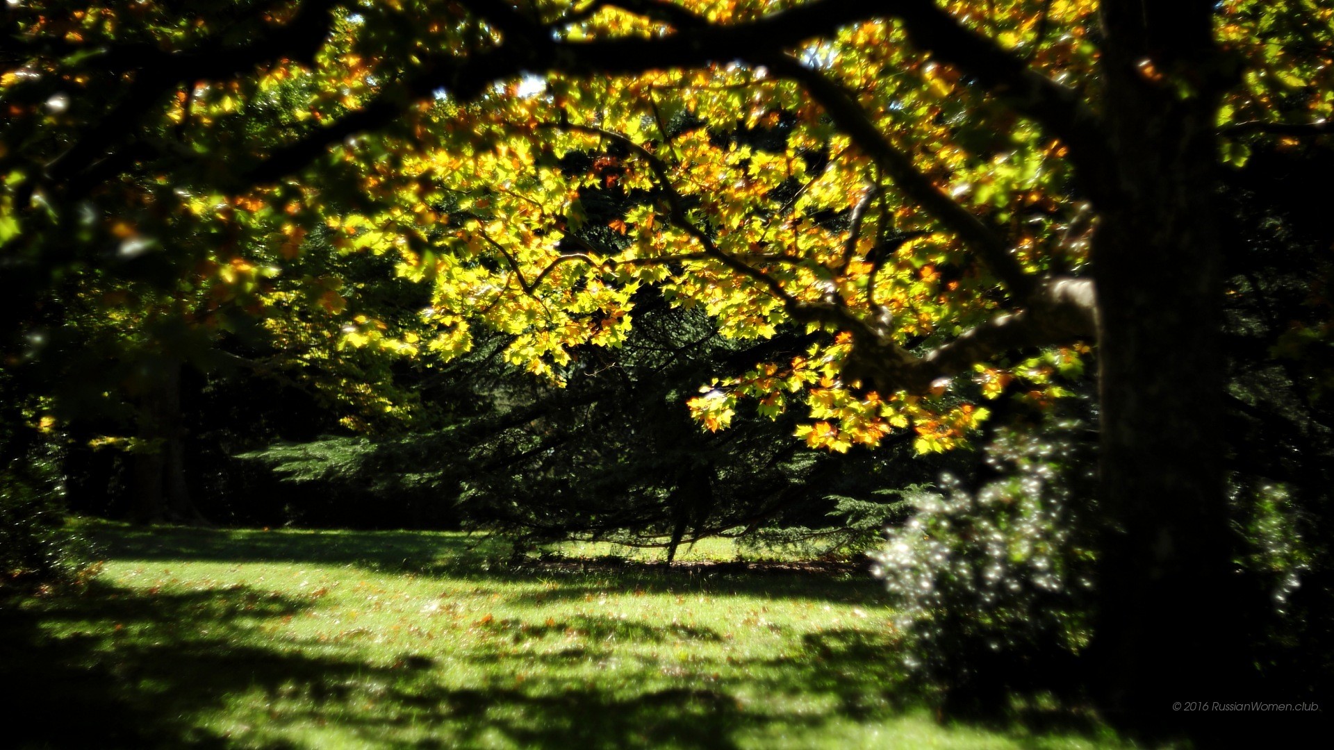 Parco, Alberi, Luce del sole, Prato, sfondo per il tuo cellulare