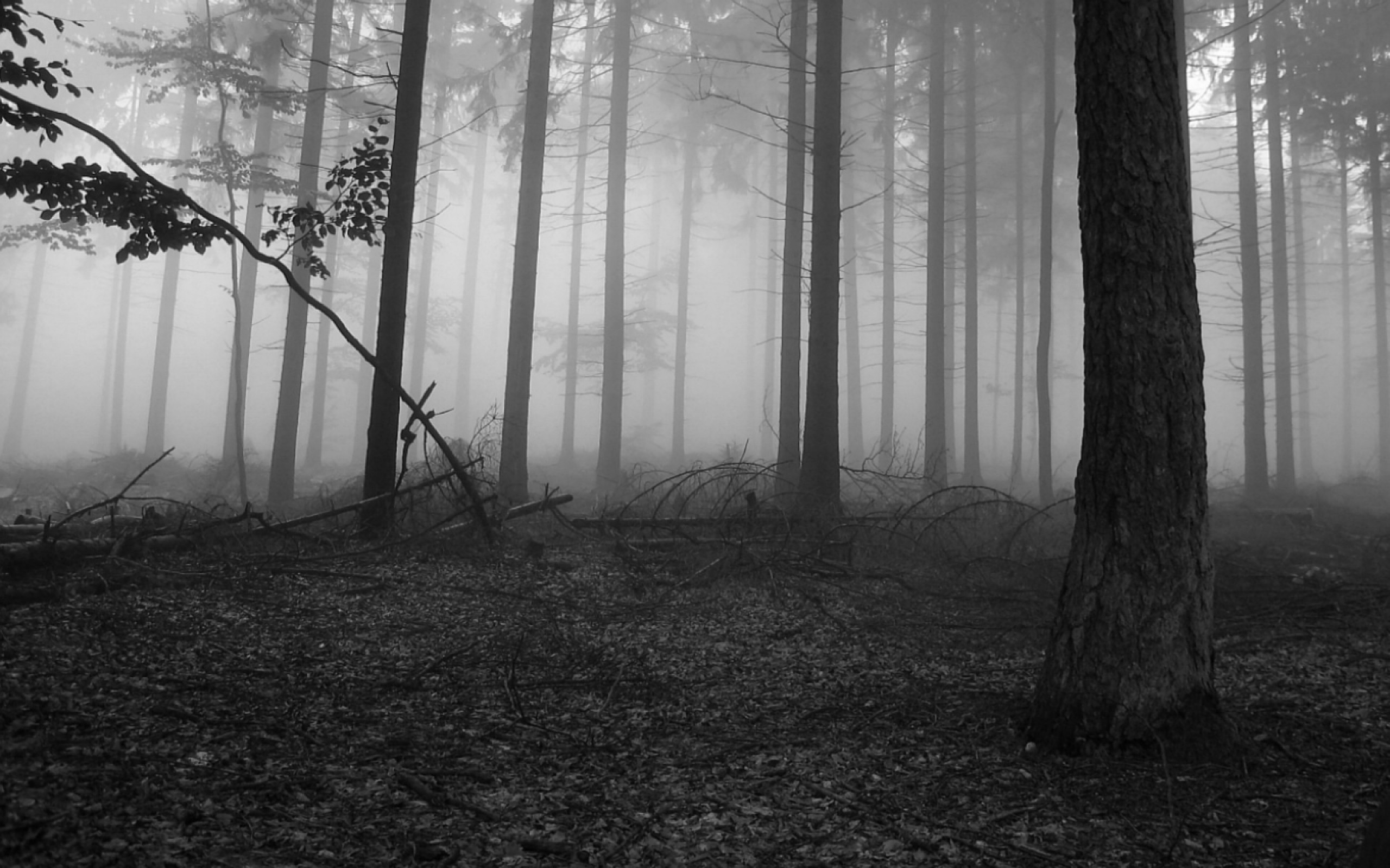 Bosco nebbioso, Bianco e nero, Tronchi, Nebbia, 2K 1600p, sfondo desktop