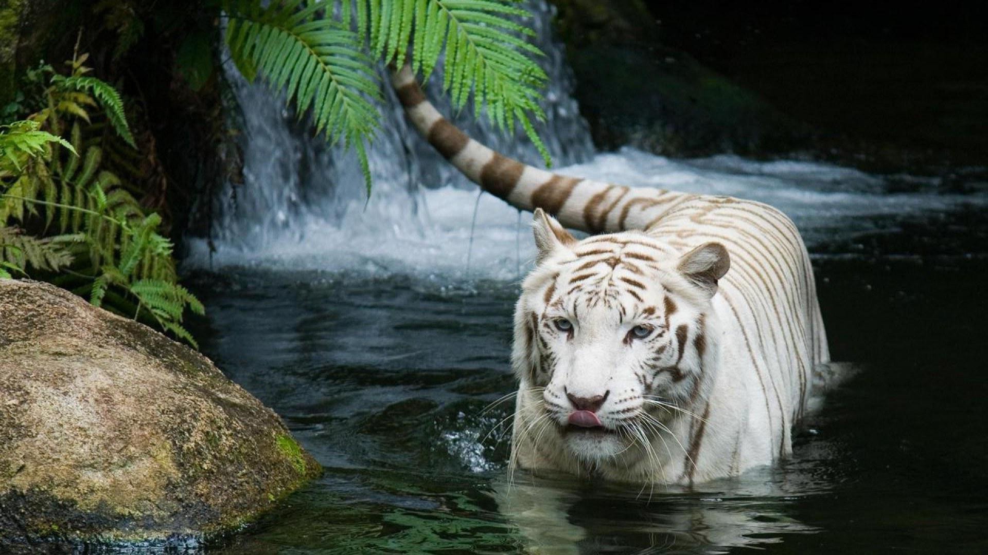 Tigre bianca, Cascata, Acqua, Felci, Full HD, sfondo per PC e portatile