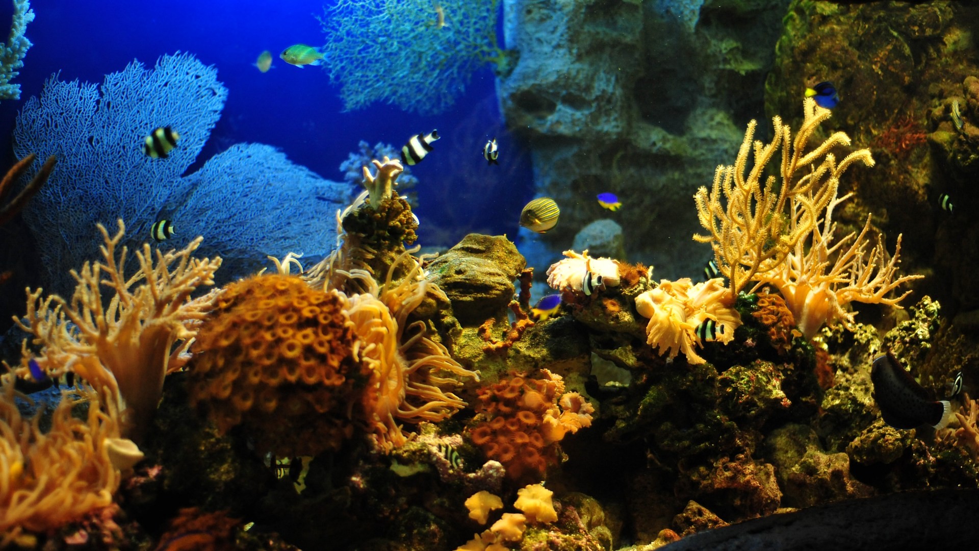 Acquario marino, Coralli, Pesce pagliaccio, Gorgonia, 16:9 Full HD, sfondo widescreen