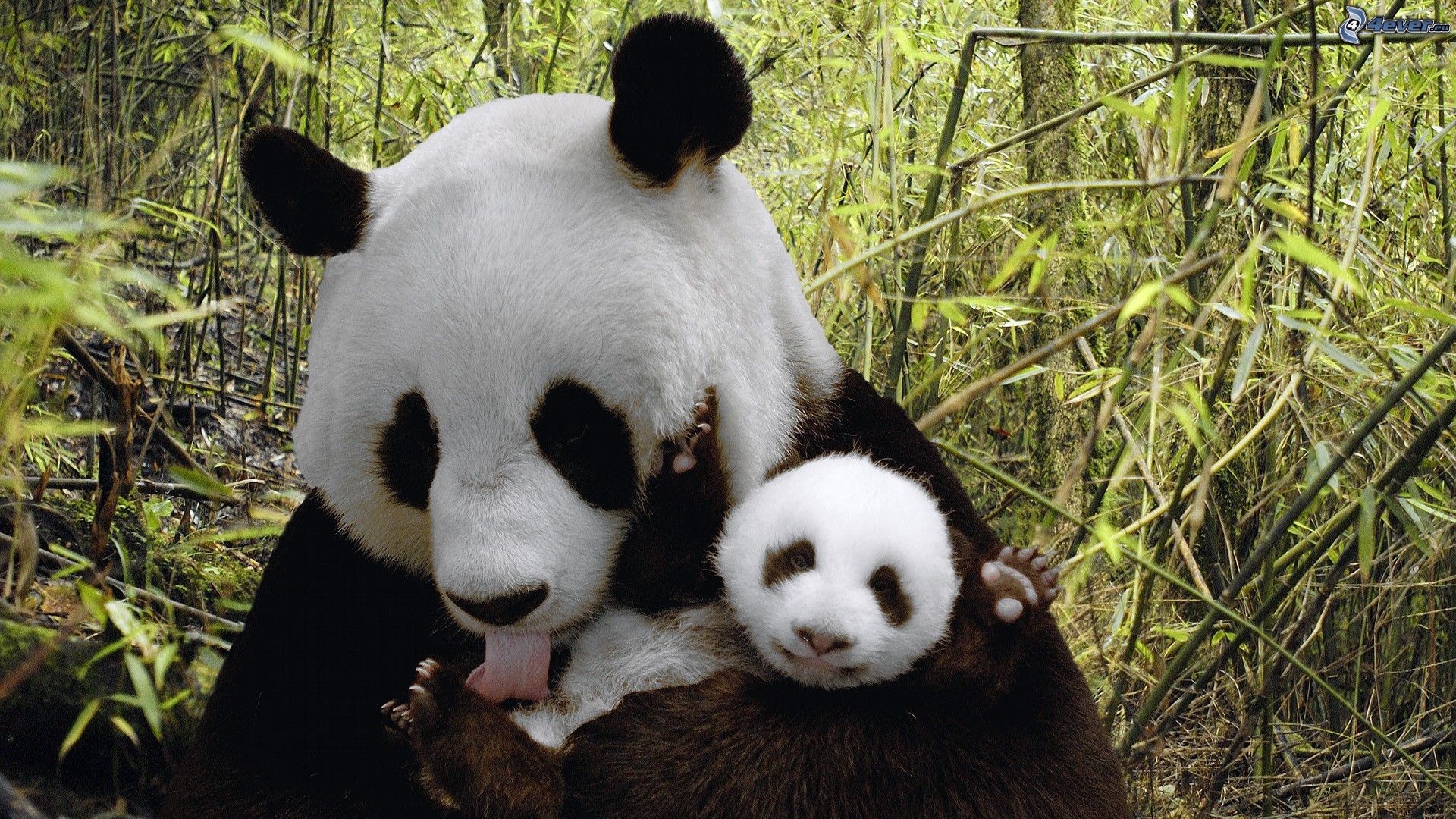 Panda gigante, Cucciolo, Bambù, Full HD 1080p, sfondo desktop