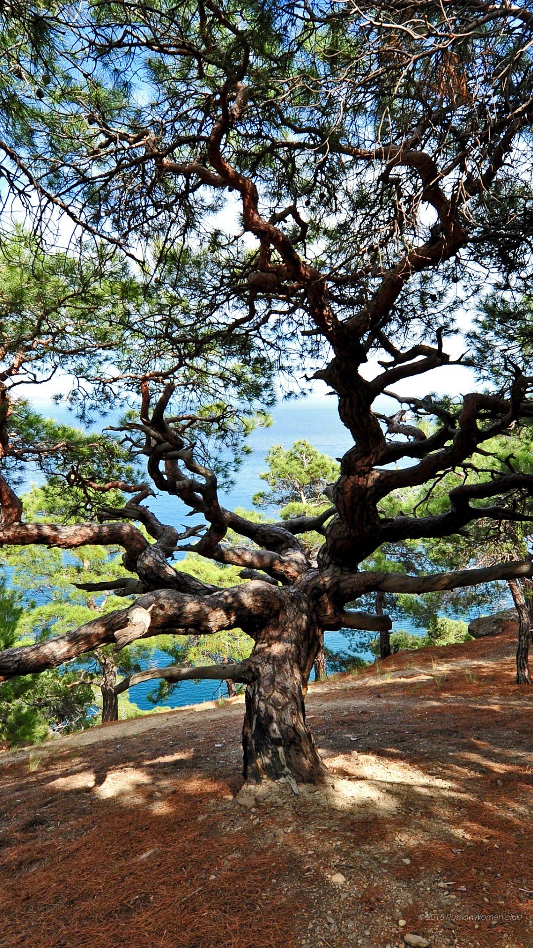 Pino, Albero, Mare, Full HD, sfondo Huawei