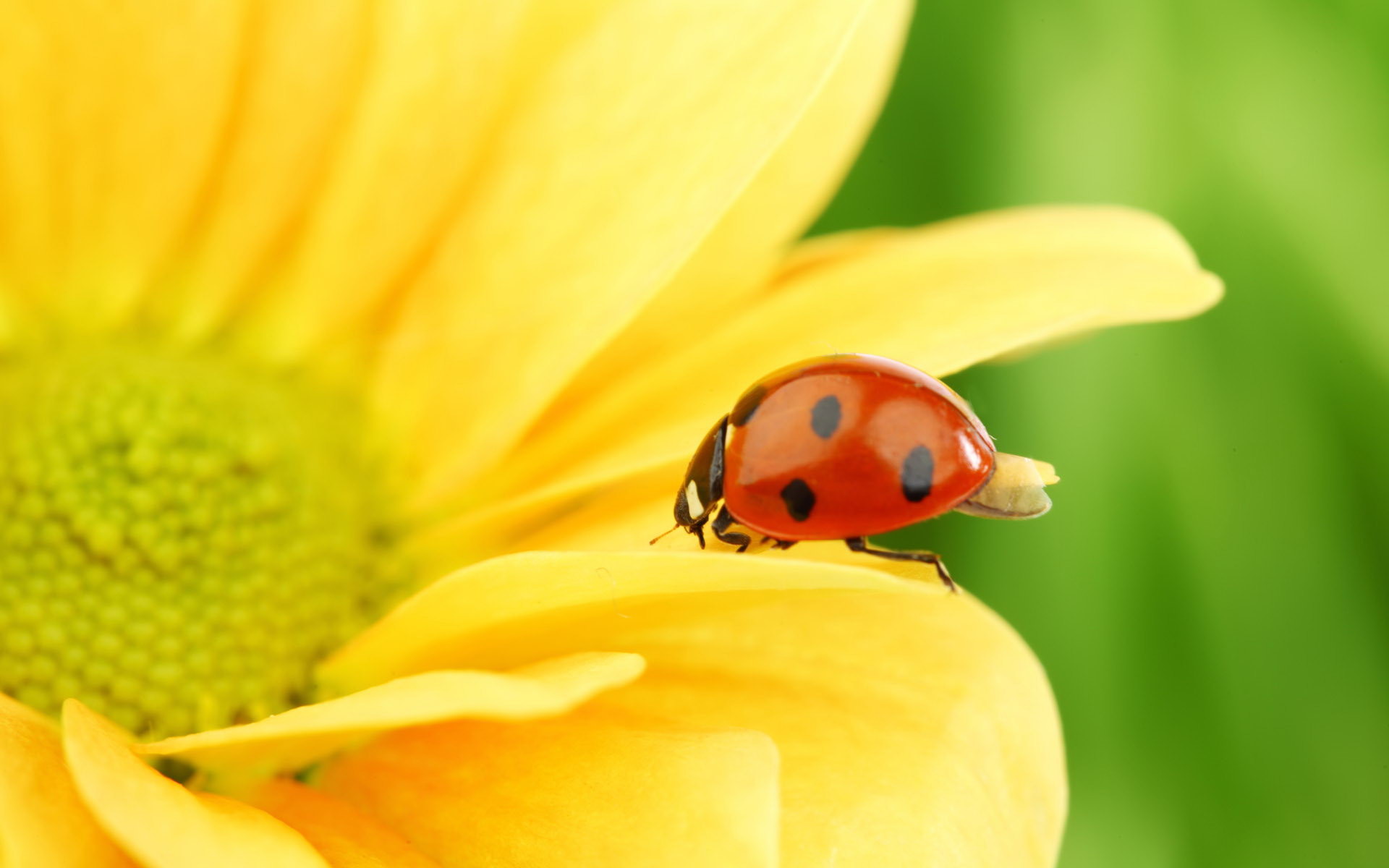 Coccinella, Fiore giallo, Macro, 1920x1200, sfondo per PC