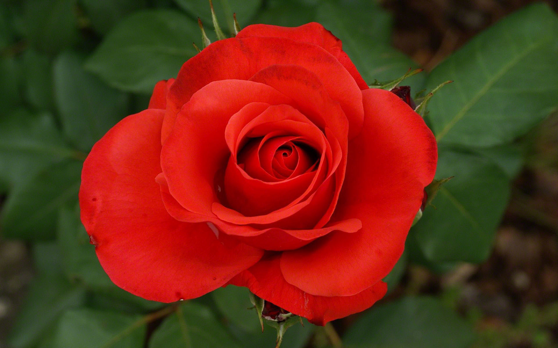 Rosa rossa, Foglie verdi, Fiore, 1920x1200, sfondo per PC