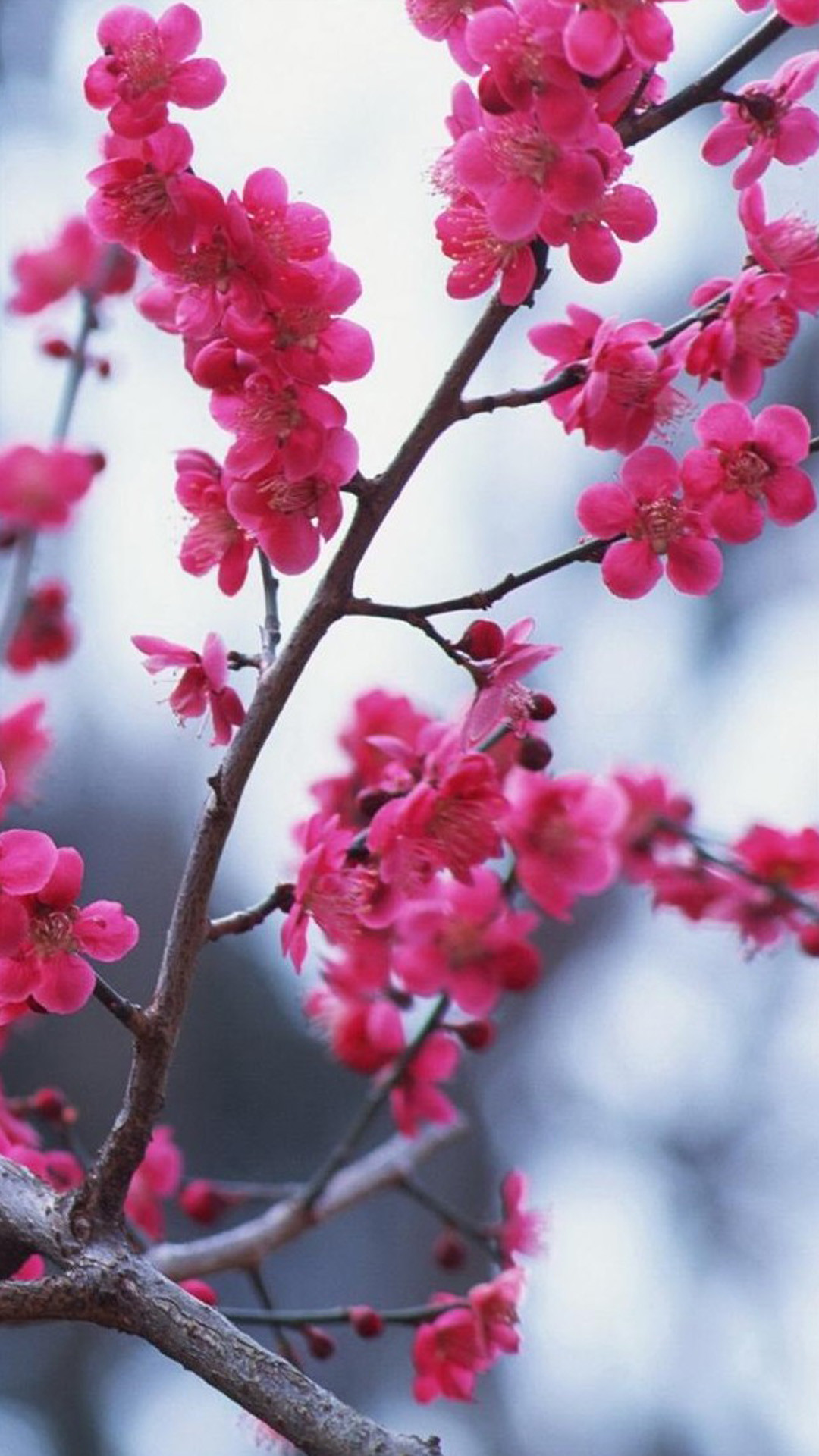 Fiori di pruno, Ramo, Fiori rosa, Primavera, Full HD, sfondo per smartphone
