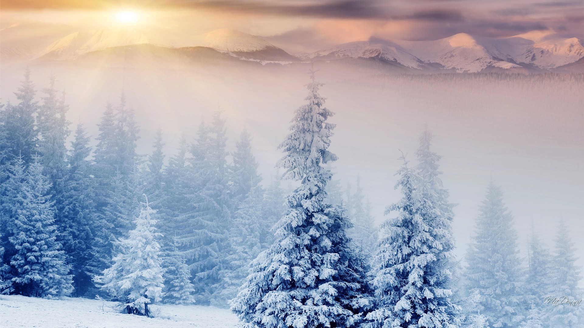 Foresta innevata, Abeti, Inverno, Nebbia, Full HD, sfondo Windows 11