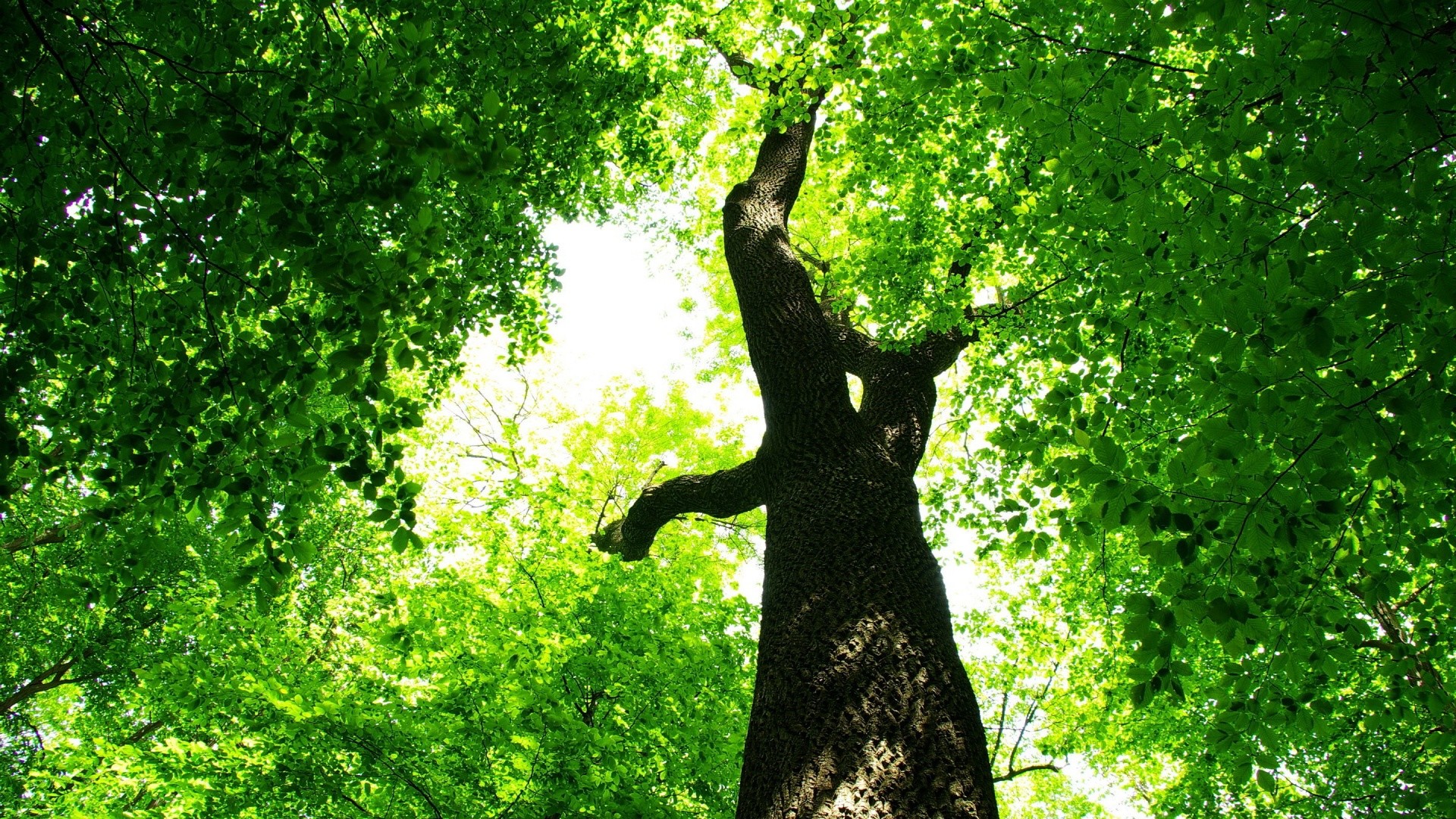 Albero, Vista dal basso, Chioma, Verde, Full HD, sfondo per PC