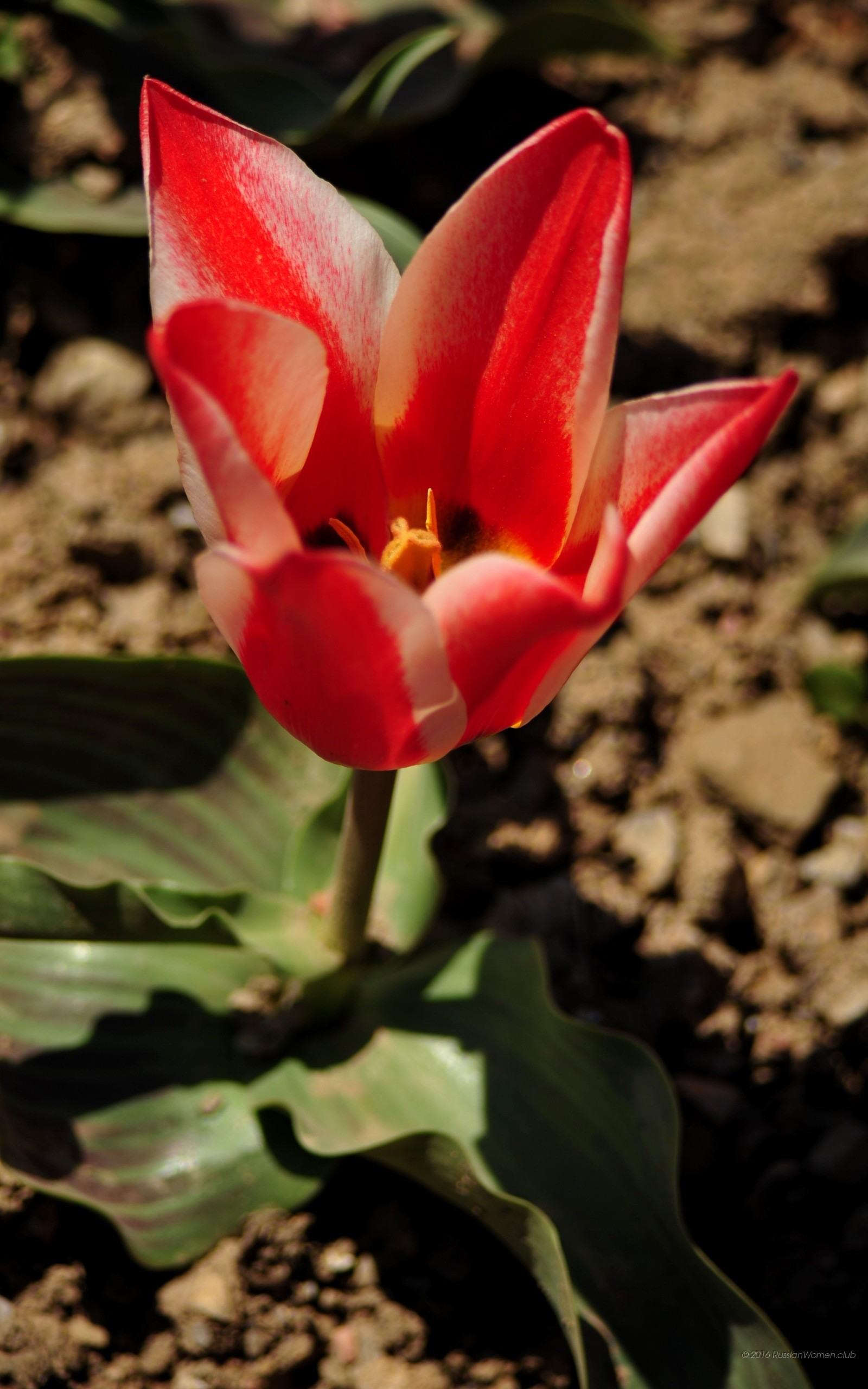 Tulipano rosso, Fiore, Terra, sfondo cellulare