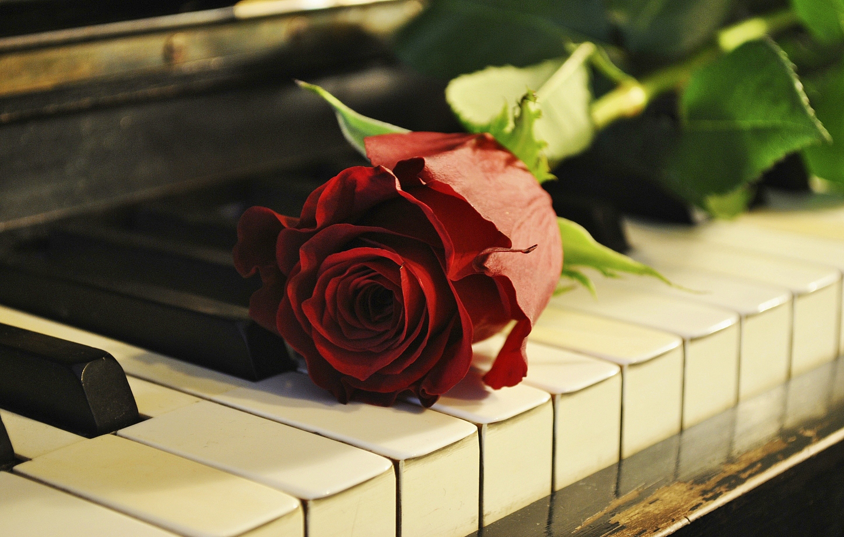 Pianoforte, Rosa rossa, Tasti, Romantico, 2K, wallpaper desktop