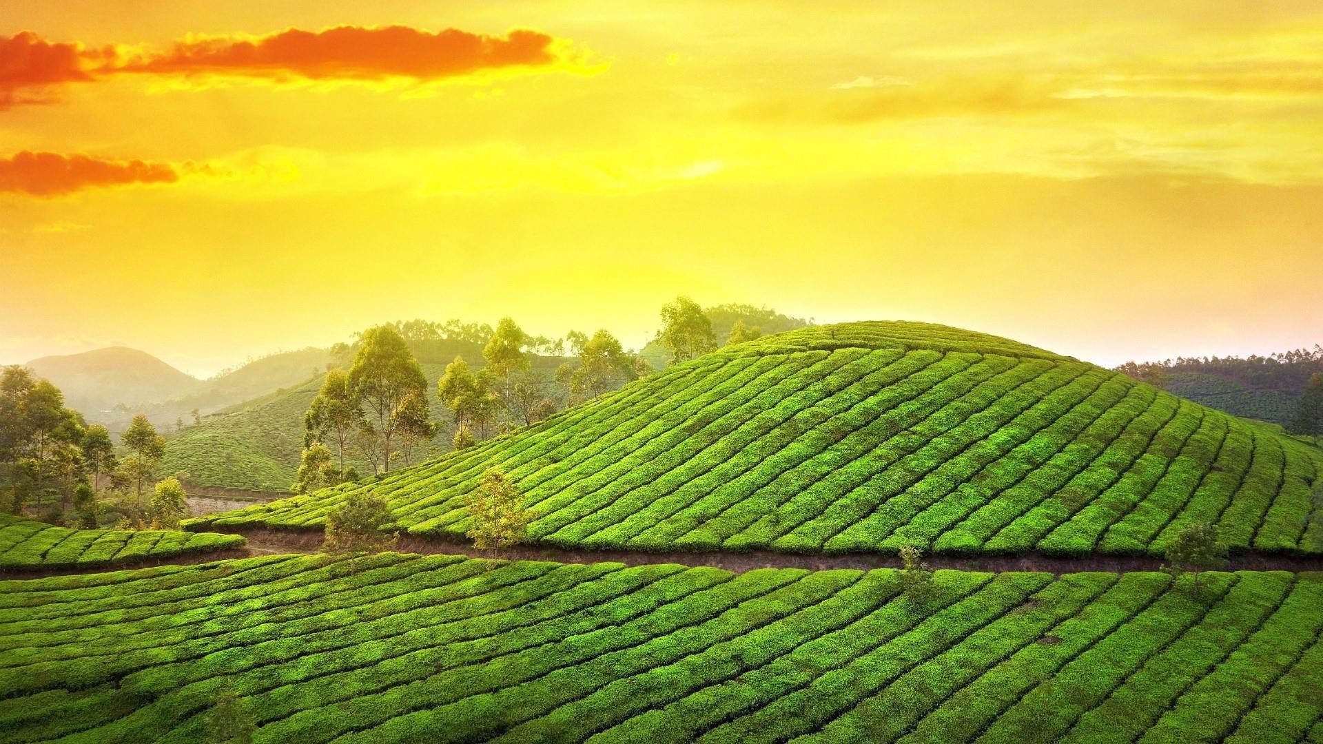 Munnar, Piantagione di tè, India, Colline, Cielo dorato, Full HD 1080p, sfondo desktop