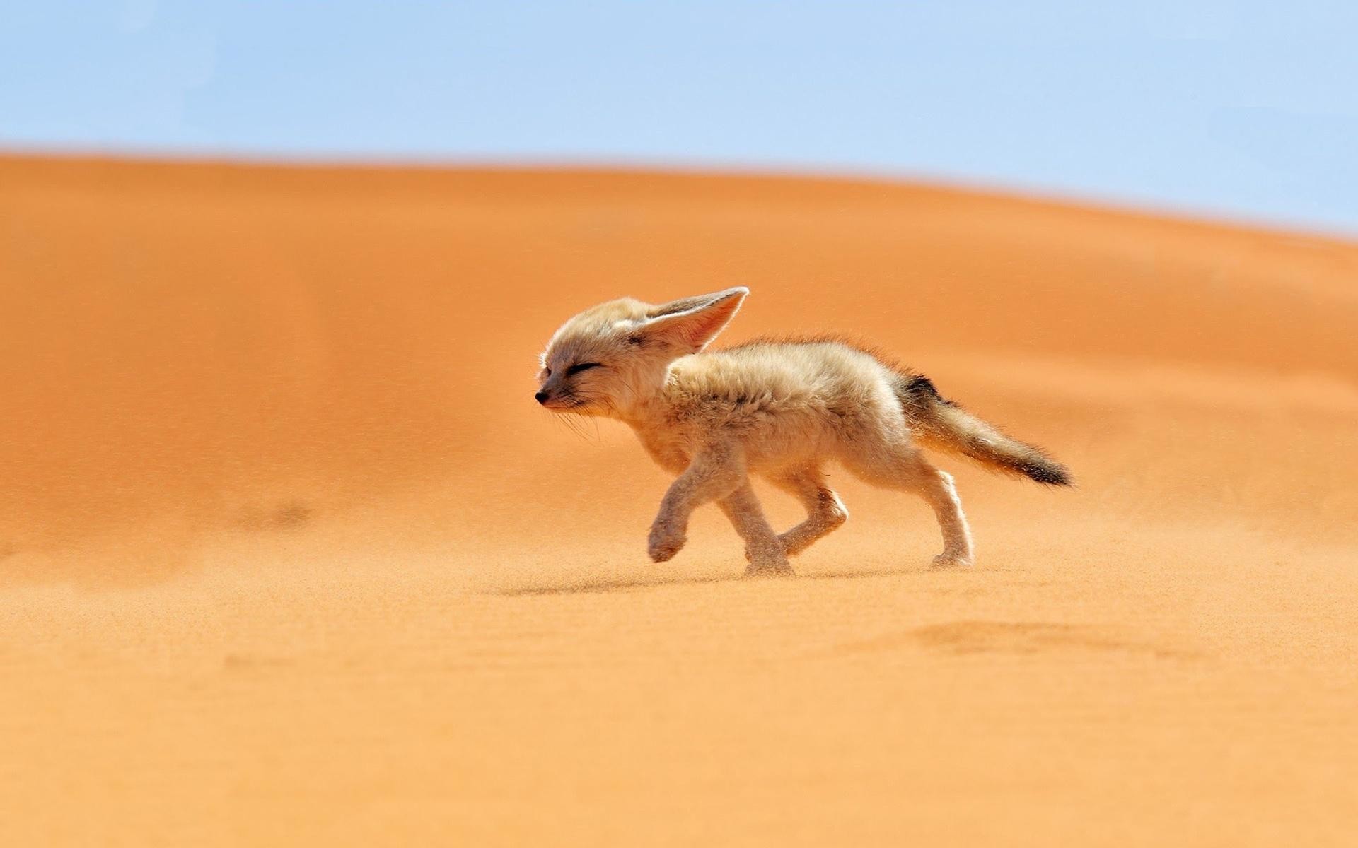 Fennec, Deserto, Dune, Full HD, sfondo per PC e portatile