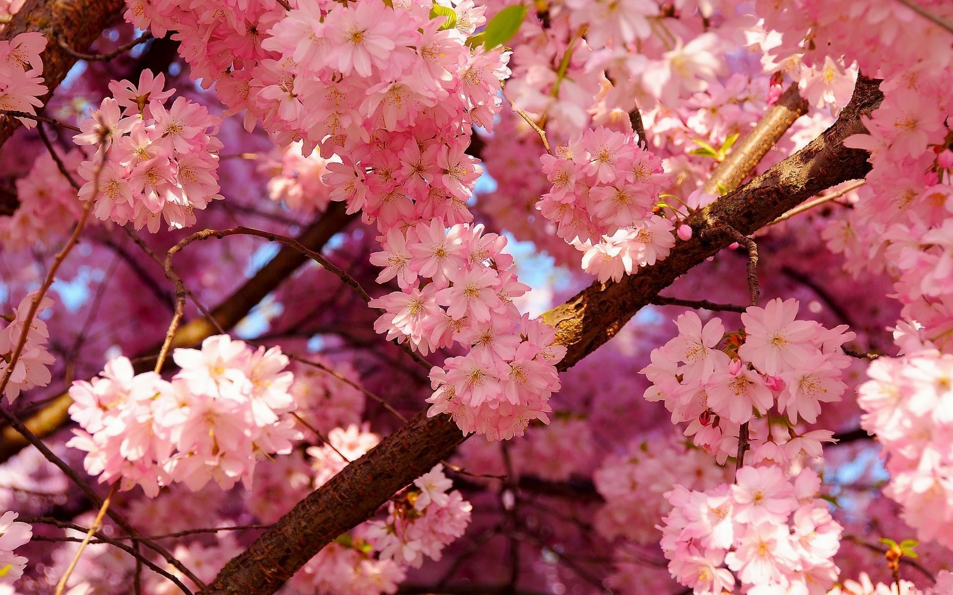 Fiori di ciliegio, Sakura, Rami, Rosa, Primavera, Full HD, sfondo per PC e portatile