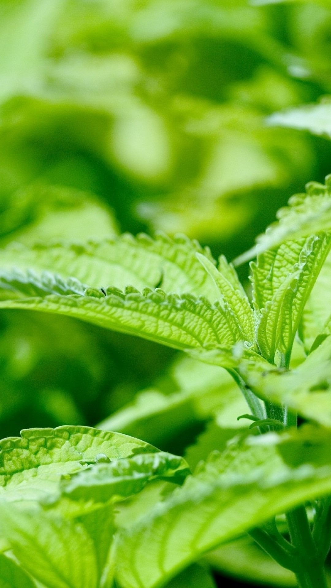 Foglie, Pianta, Verde, Macro, Full HD, wallpaper per smartphone