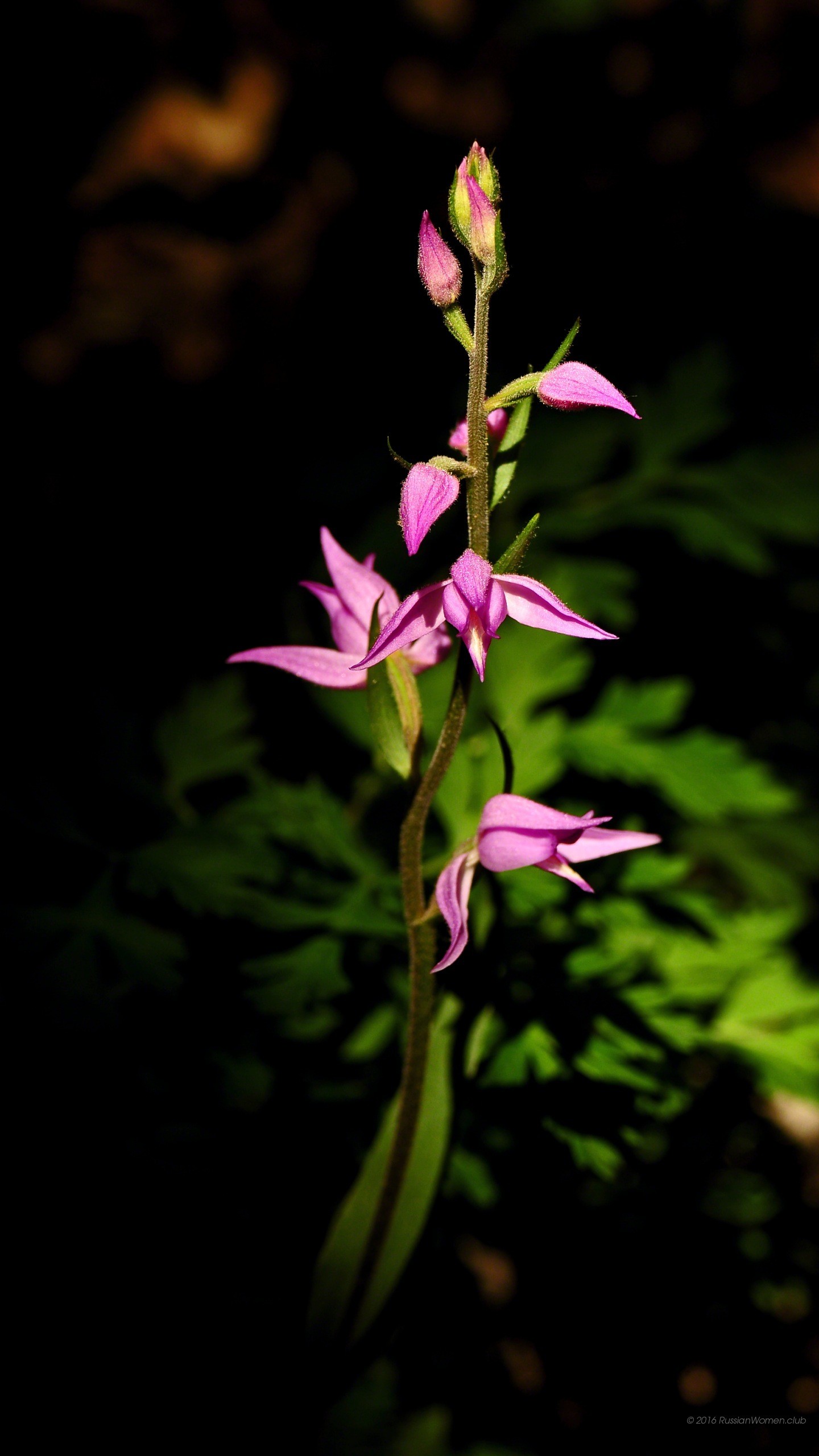 Orchidea, Fiori rosa, Sfondo scuro, schermata Home LG G5