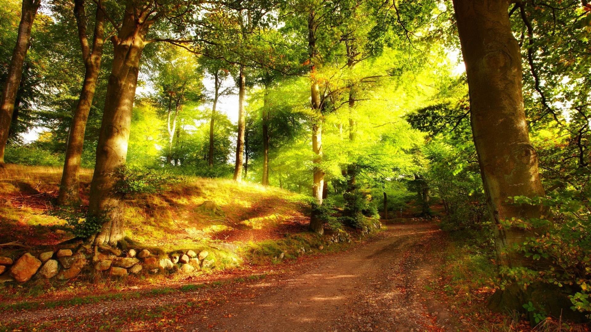 Bosco, Sentiero, Luce del sole, Full HD, sfondo desktop