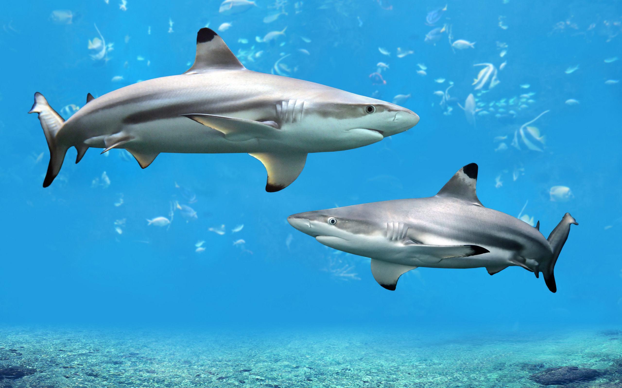 Squalo pinna nera, Pesci, Sott'acqua, Azzurro, 2K, wallpaper desktop