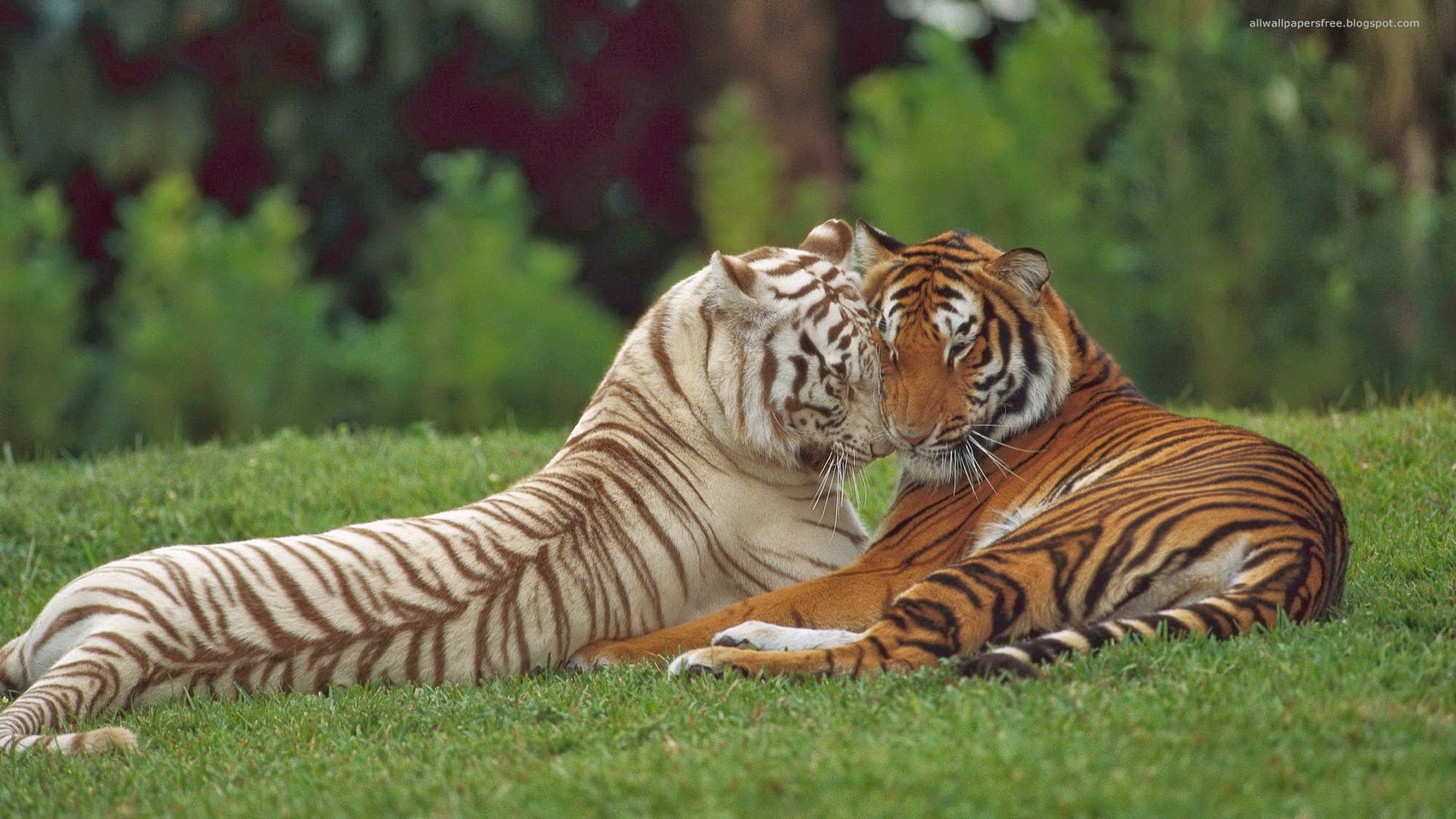 Tigre bianca, Tigre, Coppia, Prato, Full HD, sfondo per portatile