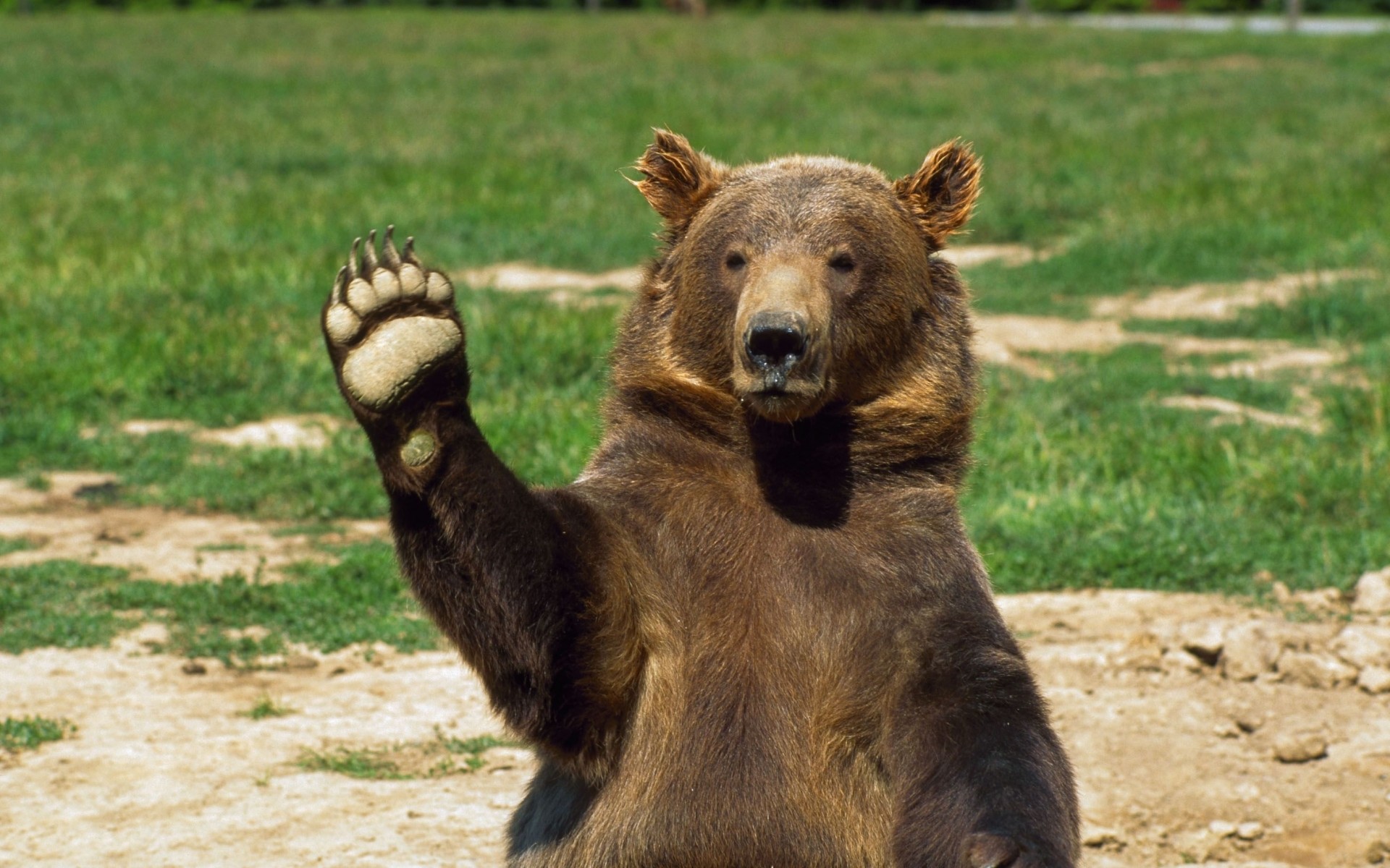 Orso bruno, Saluto, Zampa, Buffo, 1920x1200, sfondo MacBook Pro