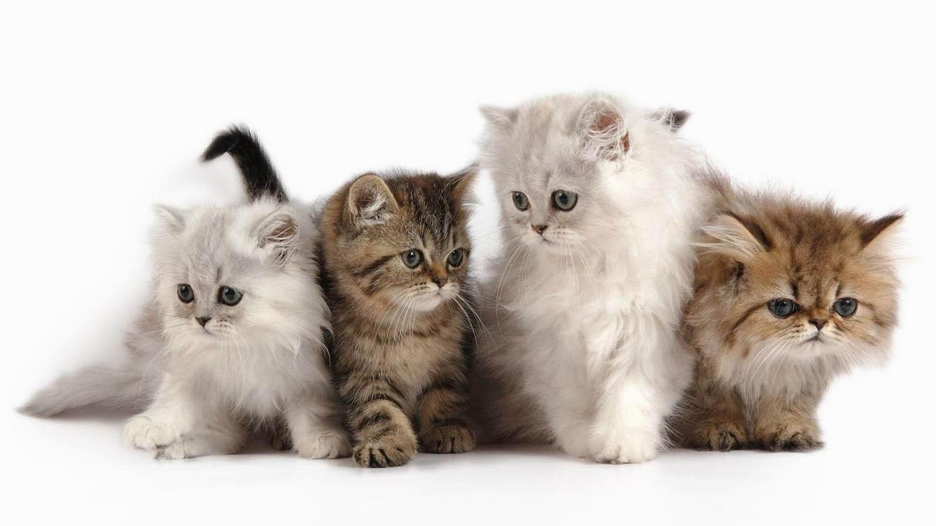 Gattini persiani, Quattro gattini, Sfondo bianco, Tenero, 1920x1080, wallpaper desktop