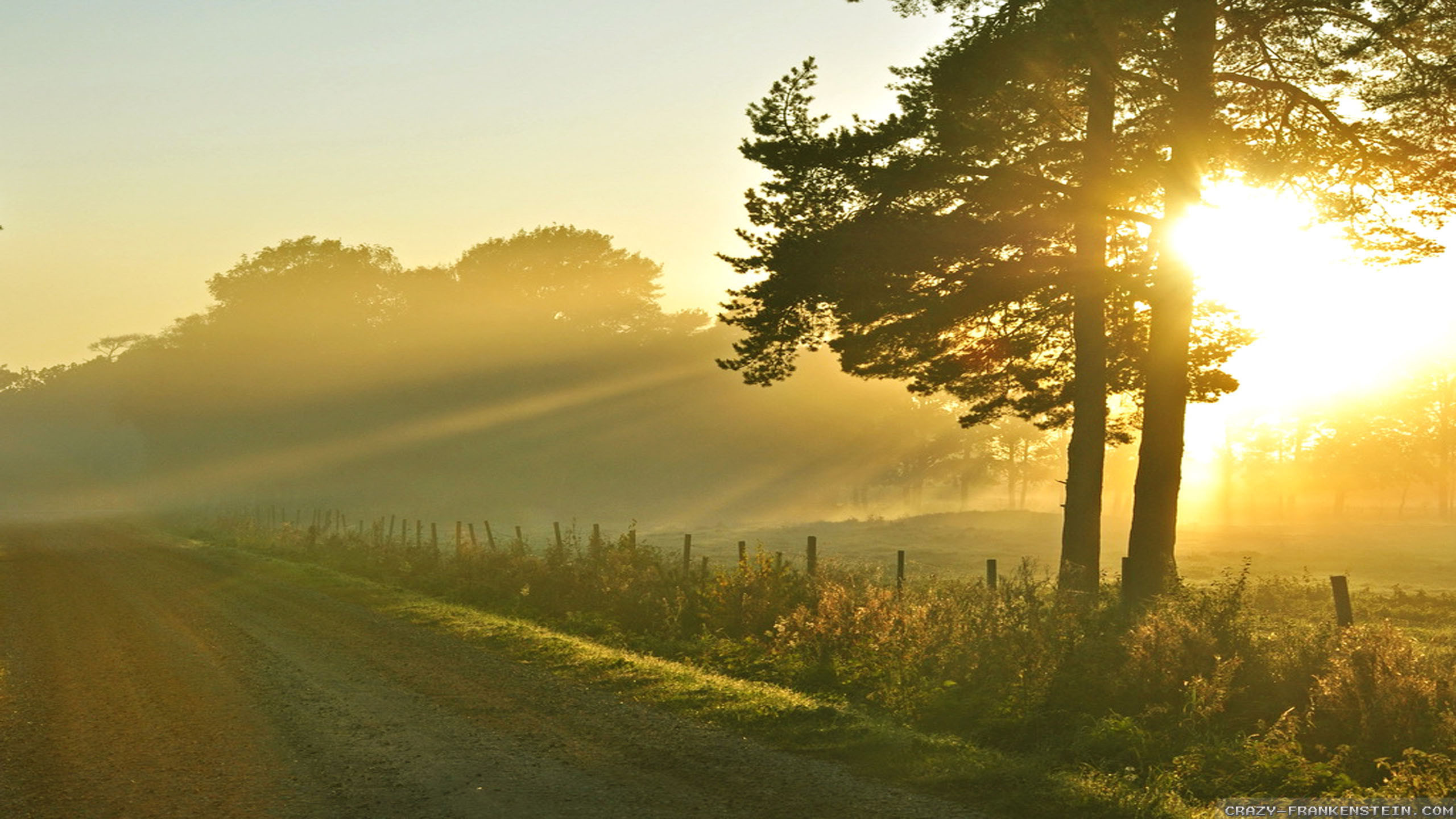 Raggi di sole, Nebbia, Strada di campagna, Alba, Alberi, 2560x1440, immagine di sfondo