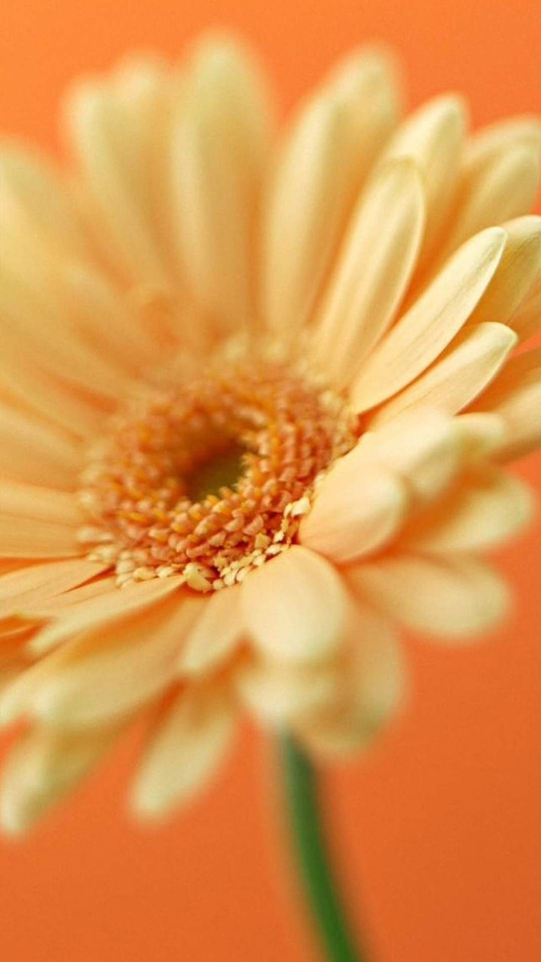 Gerbera, Fiore giallo, Sfondo arancione, schermata Home iPhone