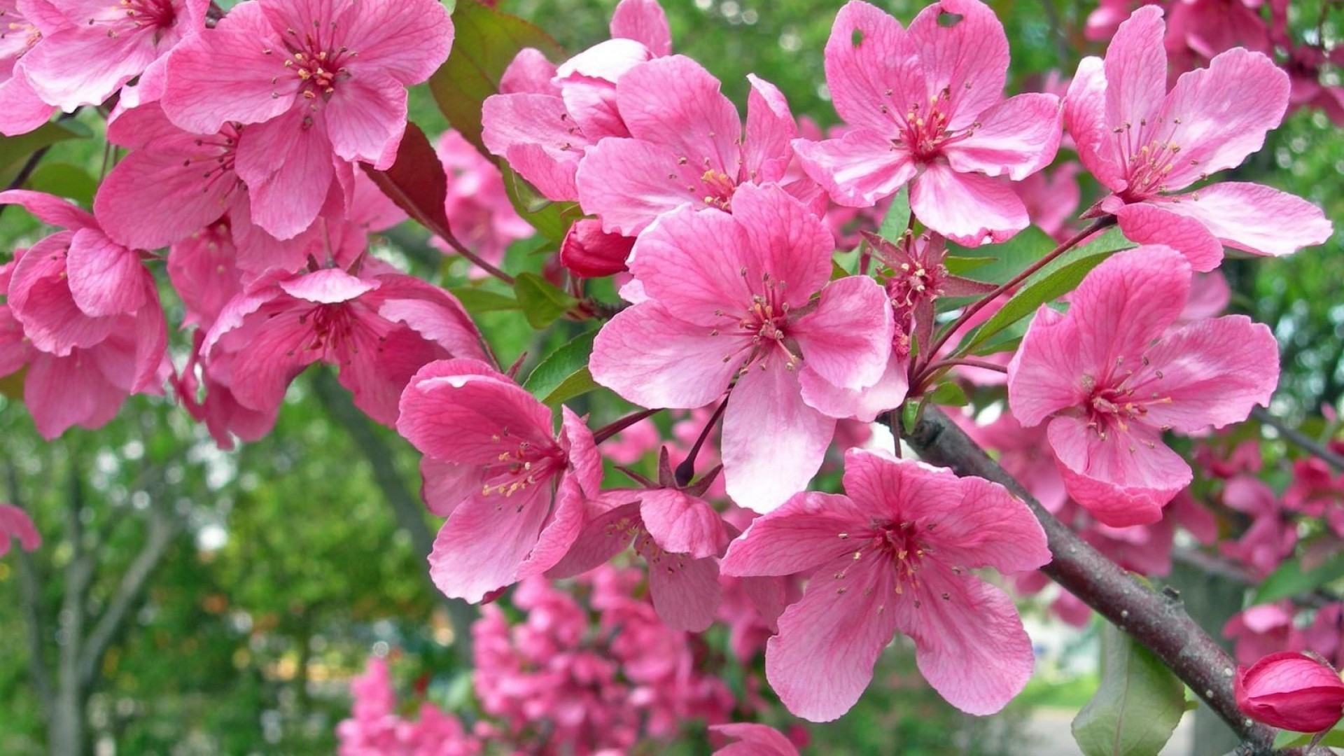 Fiori di melo, Fiori rosa, Rami fioriti, Primavera, 1920x1080, sfondo per PC