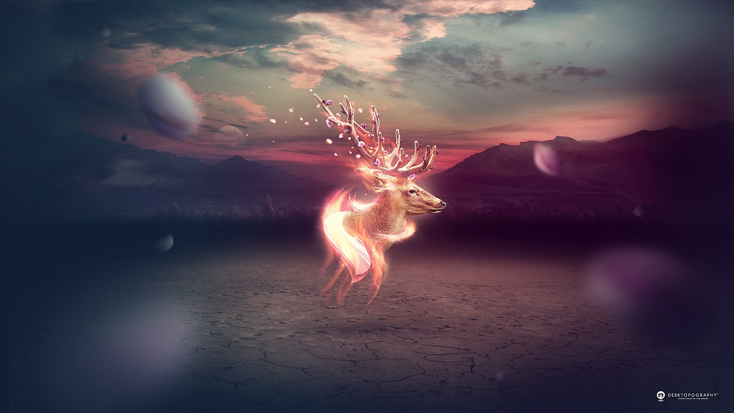 Cervo, Luce magica, Arte digitale, Fantasy, 2560x1440, sfondo per PC