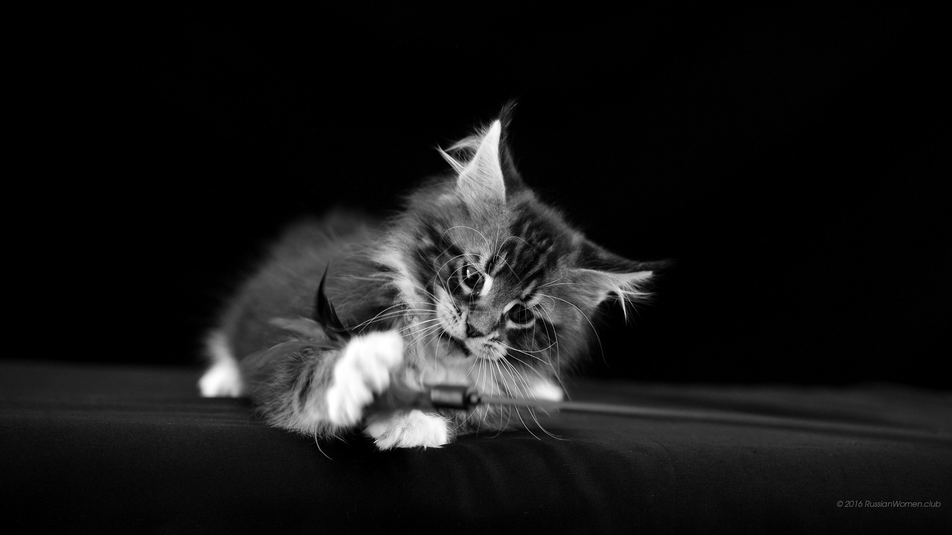 Gattino, Maine Coon, Bianco e nero, 1920x1080, immagine di sfondo