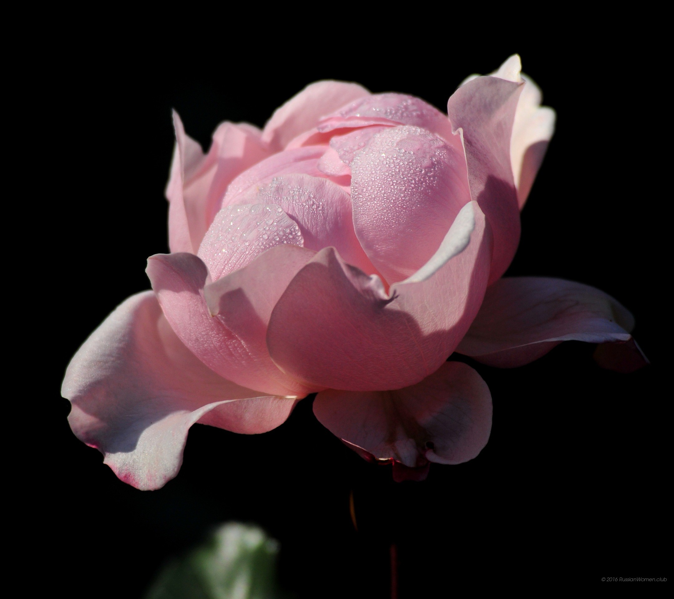 Rosa, Rosa pallido, Sfondo nero, Full HD, schermata di blocco Huawei P9