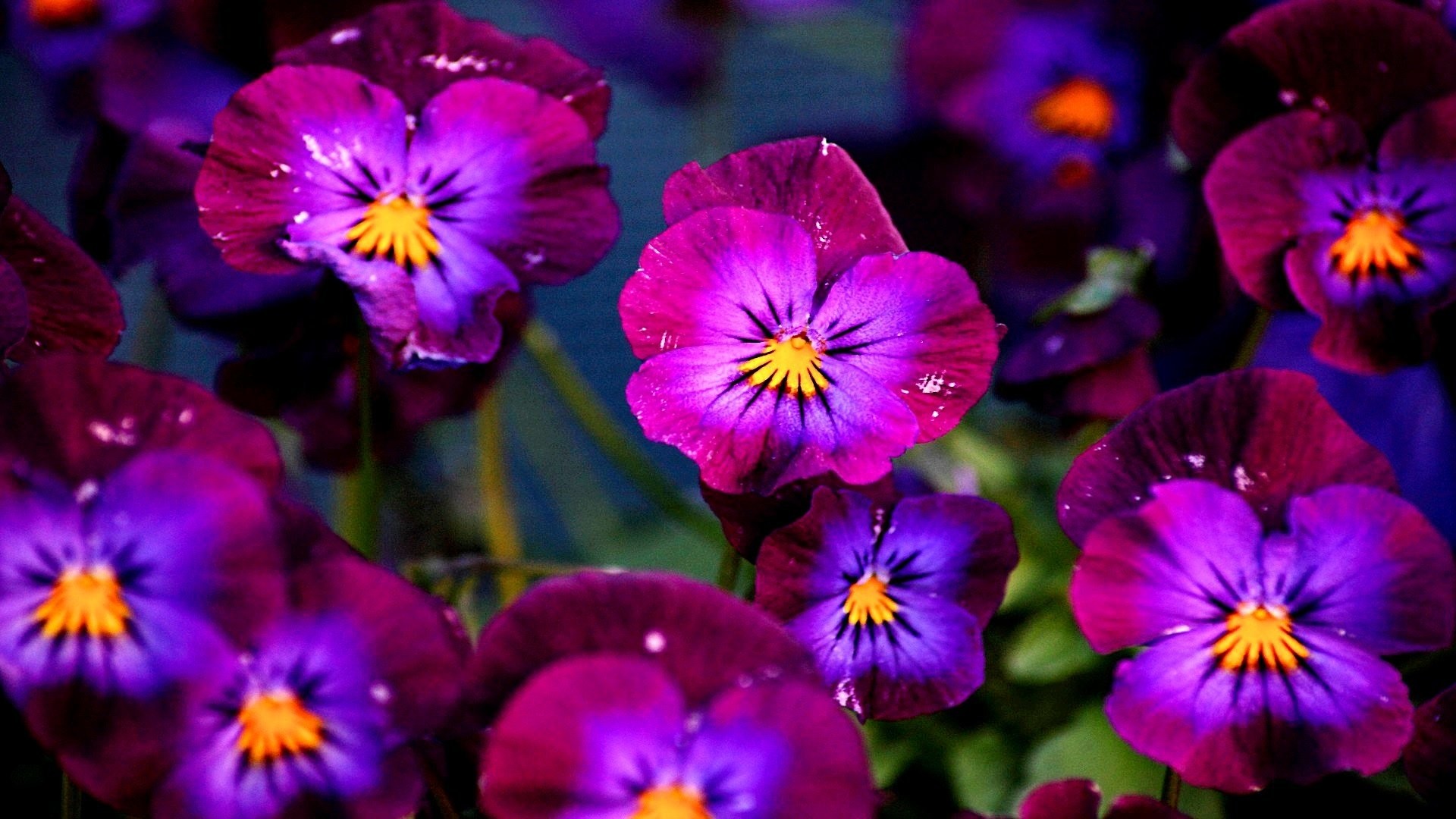 Viole del pensiero, Fiori, Viola, Giardino, 1920x1080, sfondo per PC