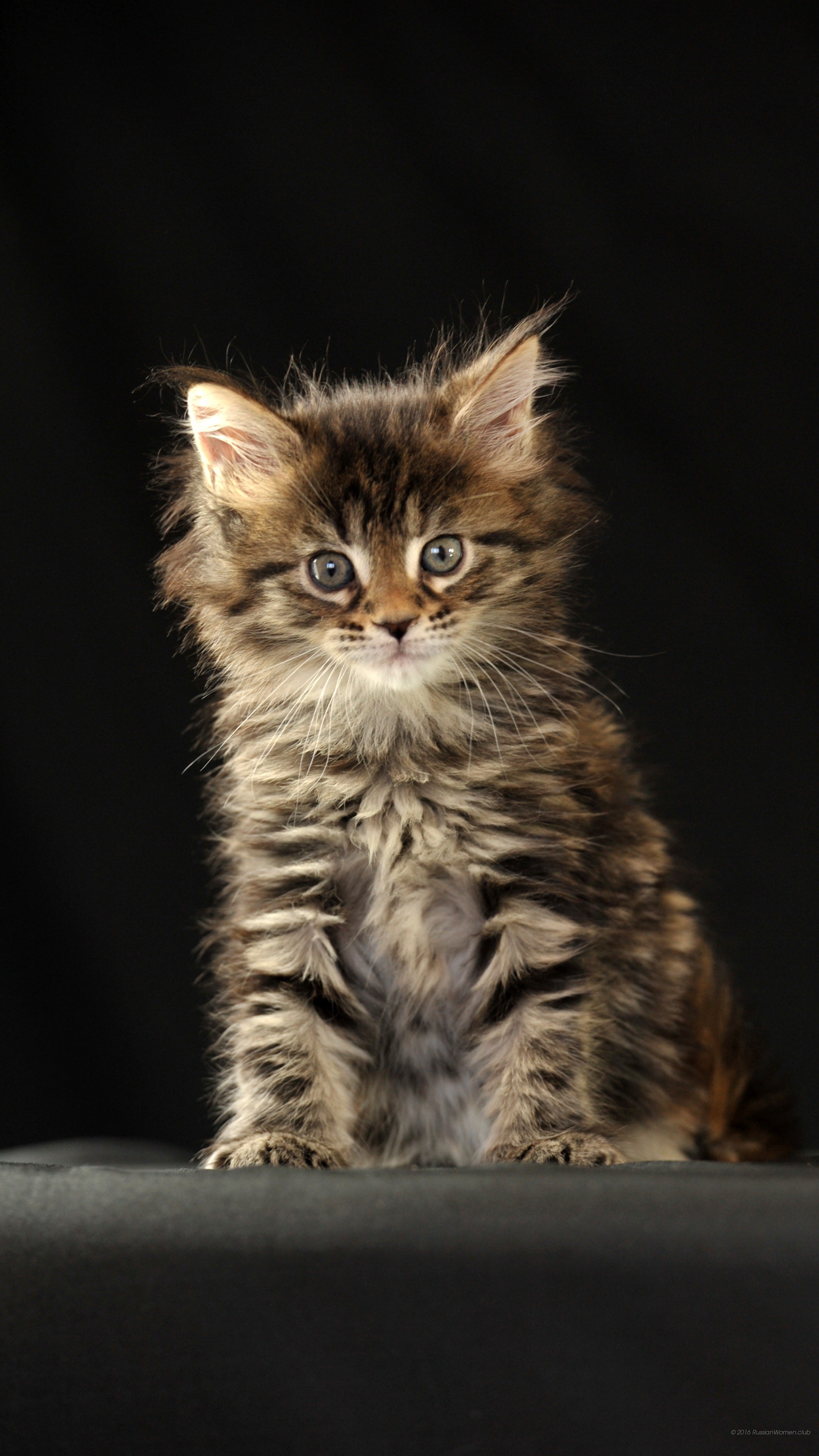 Gattino, Maine Coon, Sfondo nero, schermata di blocco del cellulare