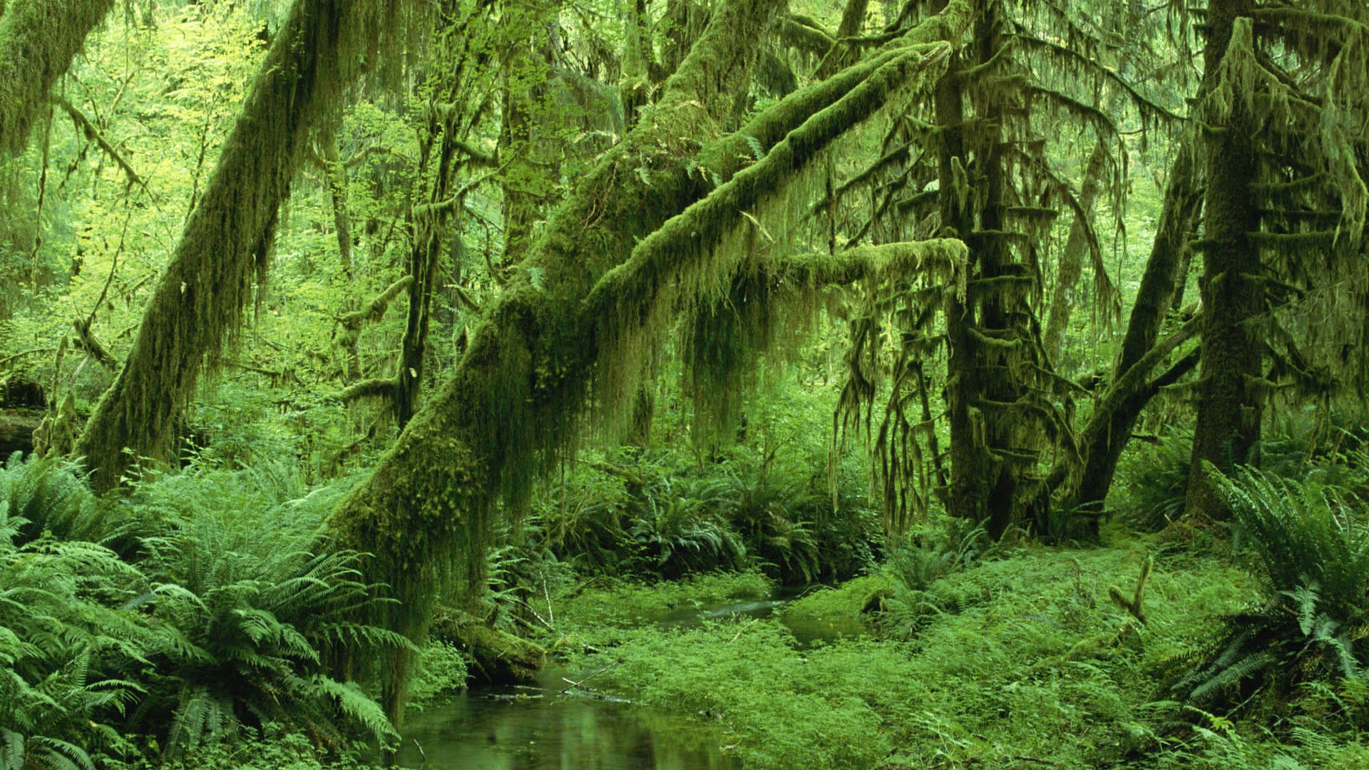 Foresta pluviale, Muschio, Felci, Verde, 1920x1080, wallpaper desktop