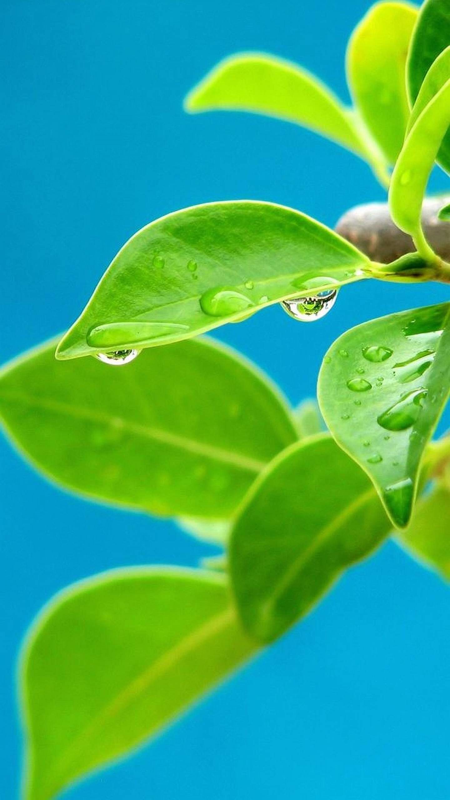 Foglie verdi, Gocce d'acqua, Cielo azzurro, Natura, QHD+, wallpaper per smartphone