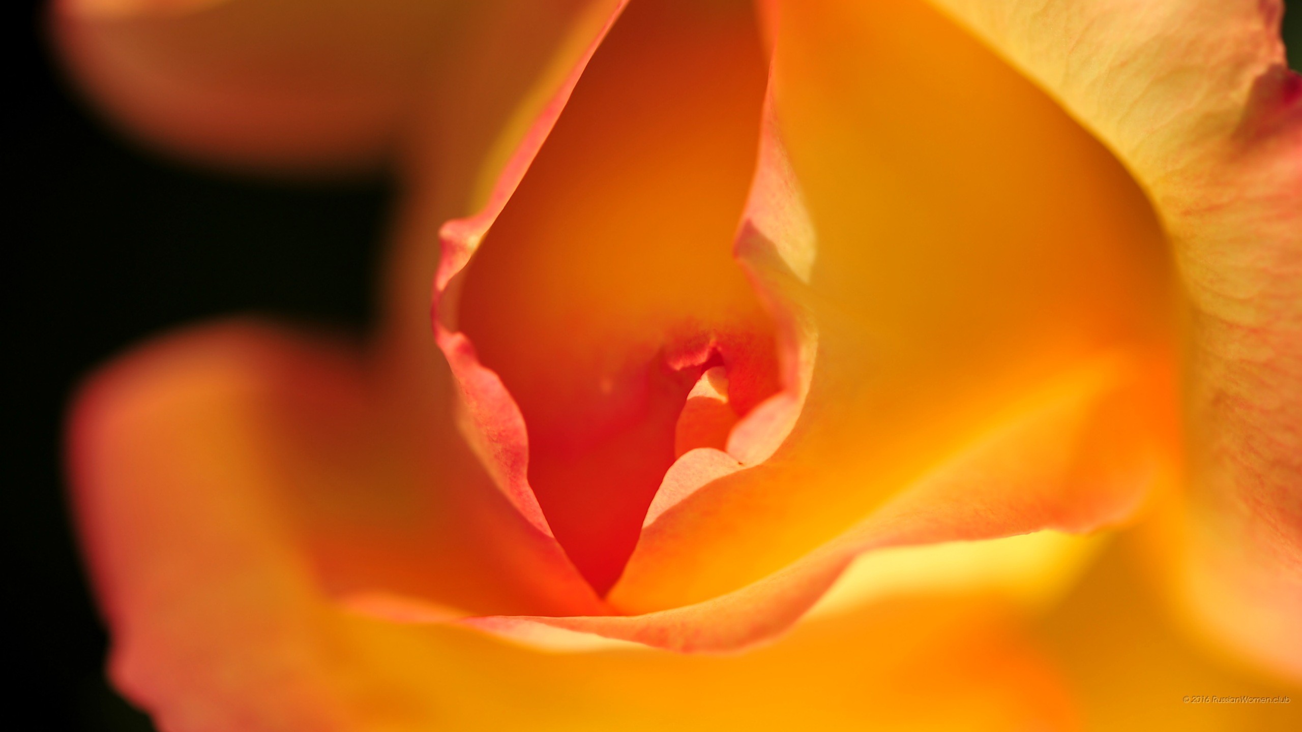 Rosa arancione, Petali, Macro, 2K, sfondo desktop