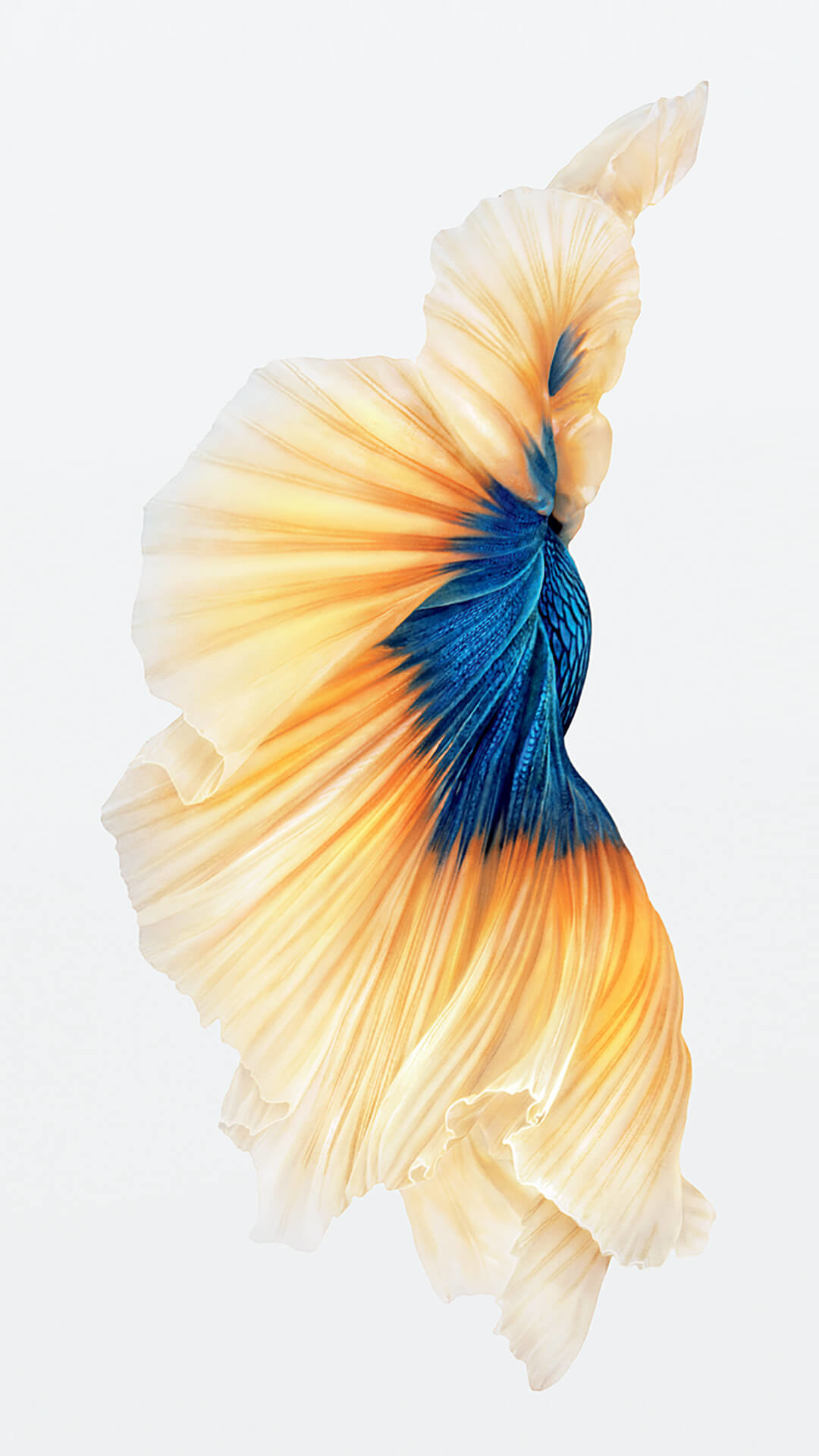 Pesce combattente, iOS 9, Dorato, Sfondo bianco, wallpaper iPhone 7