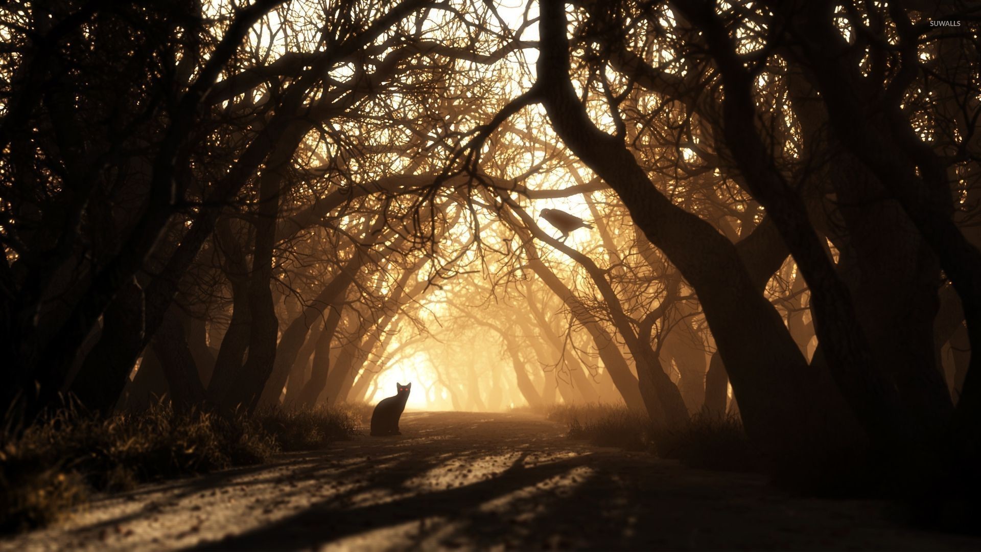 Galleria di alberi, Gatto nero, Luce dorata, Sentiero, Full HD, wallpaper desktop