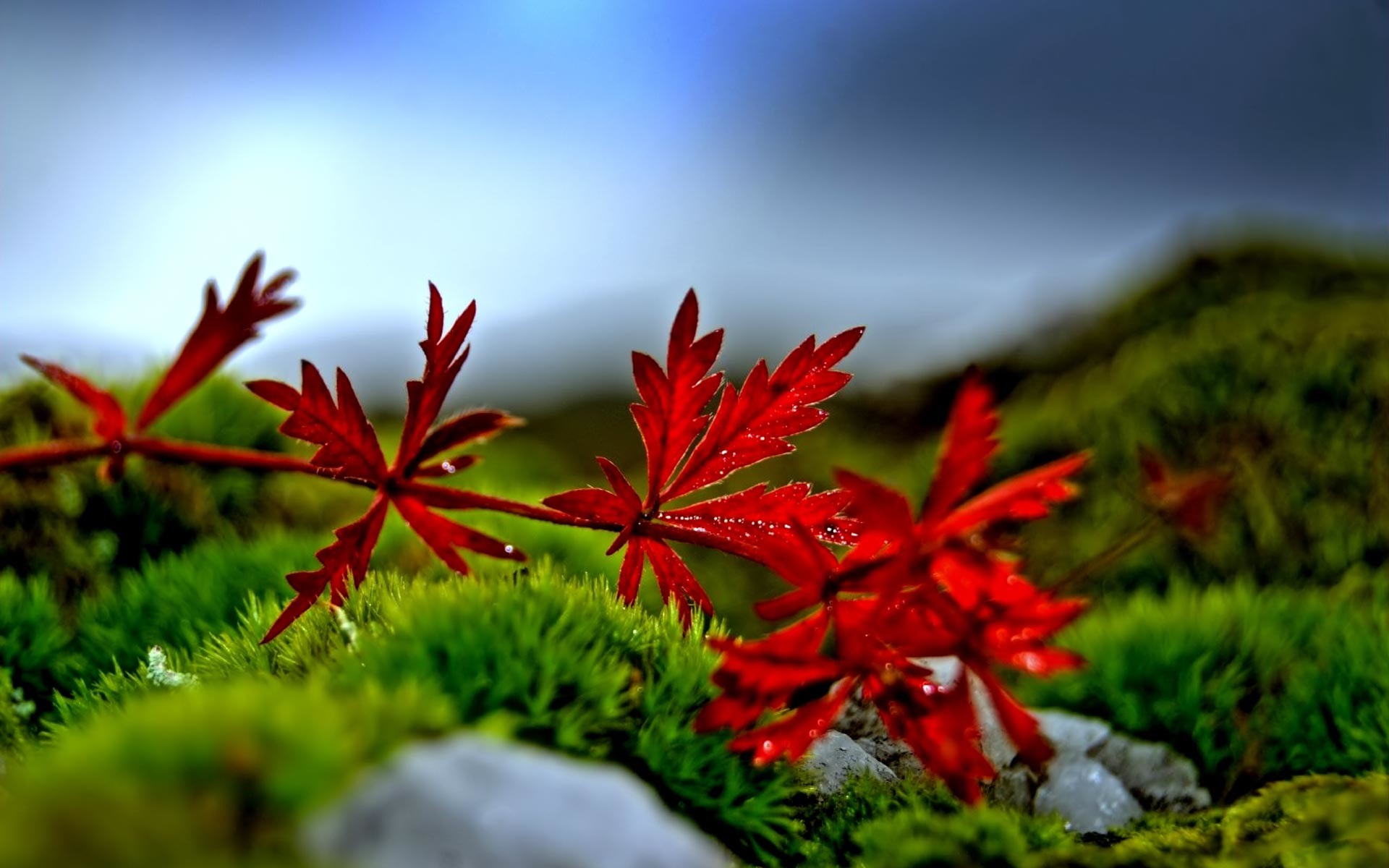 Foglie rosse, Muschio, Macro, 1920x1200, sfondo per PC