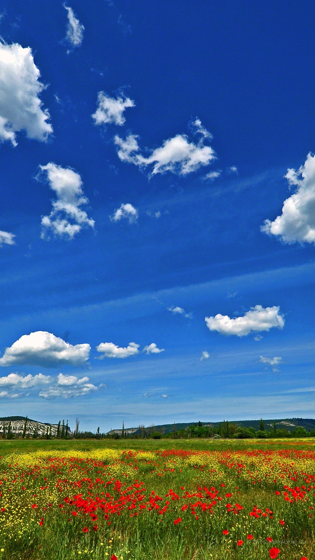 Campo di papaveri, Cielo azzurro, Nuvole, Full HD, sfondo Samsung